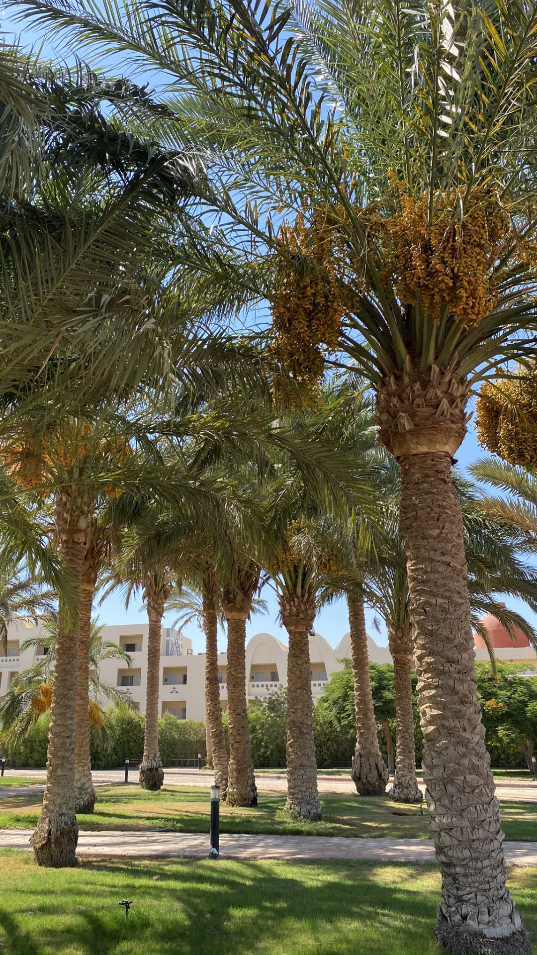 Dattelpalme, Ölpalmen, Babassu, Baum, Woody Pflanze. Wallpaper in 1080x1920 Resolution