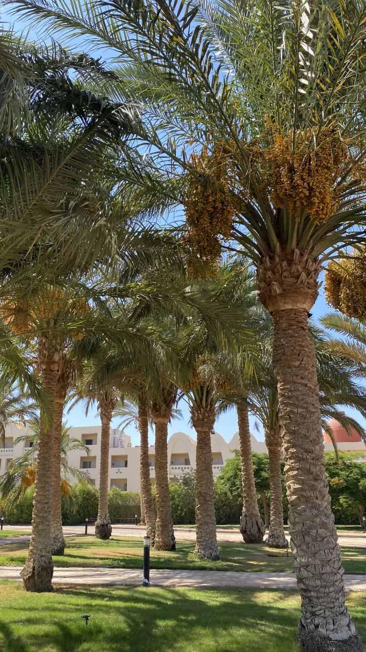 Dattelpalme, Ölpalmen, Babassu, Baum, Woody Pflanze. Wallpaper in 750x1334 Resolution