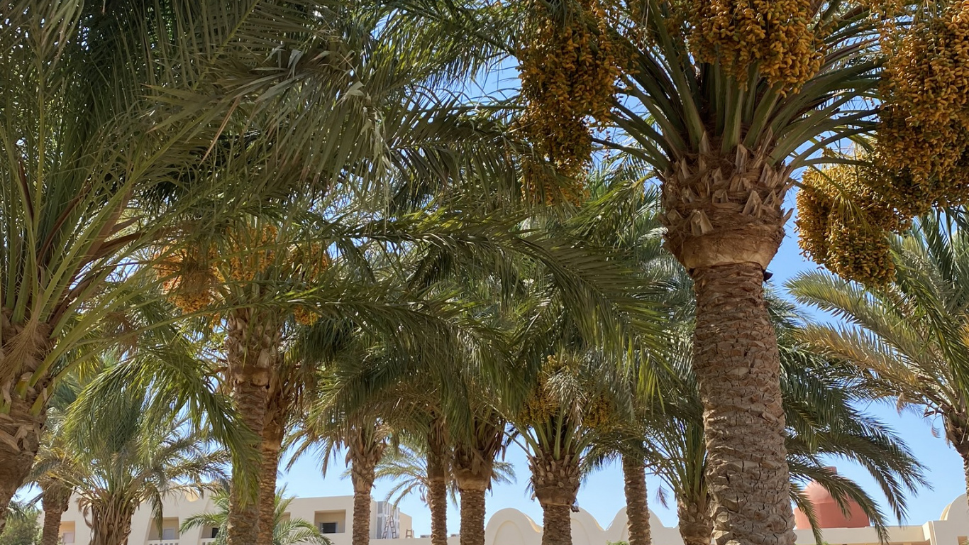 Fecha de la Palma, Palmas de Aceite, Babasú, Planta Leñosa, Jardin. Wallpaper in 1366x768 Resolution