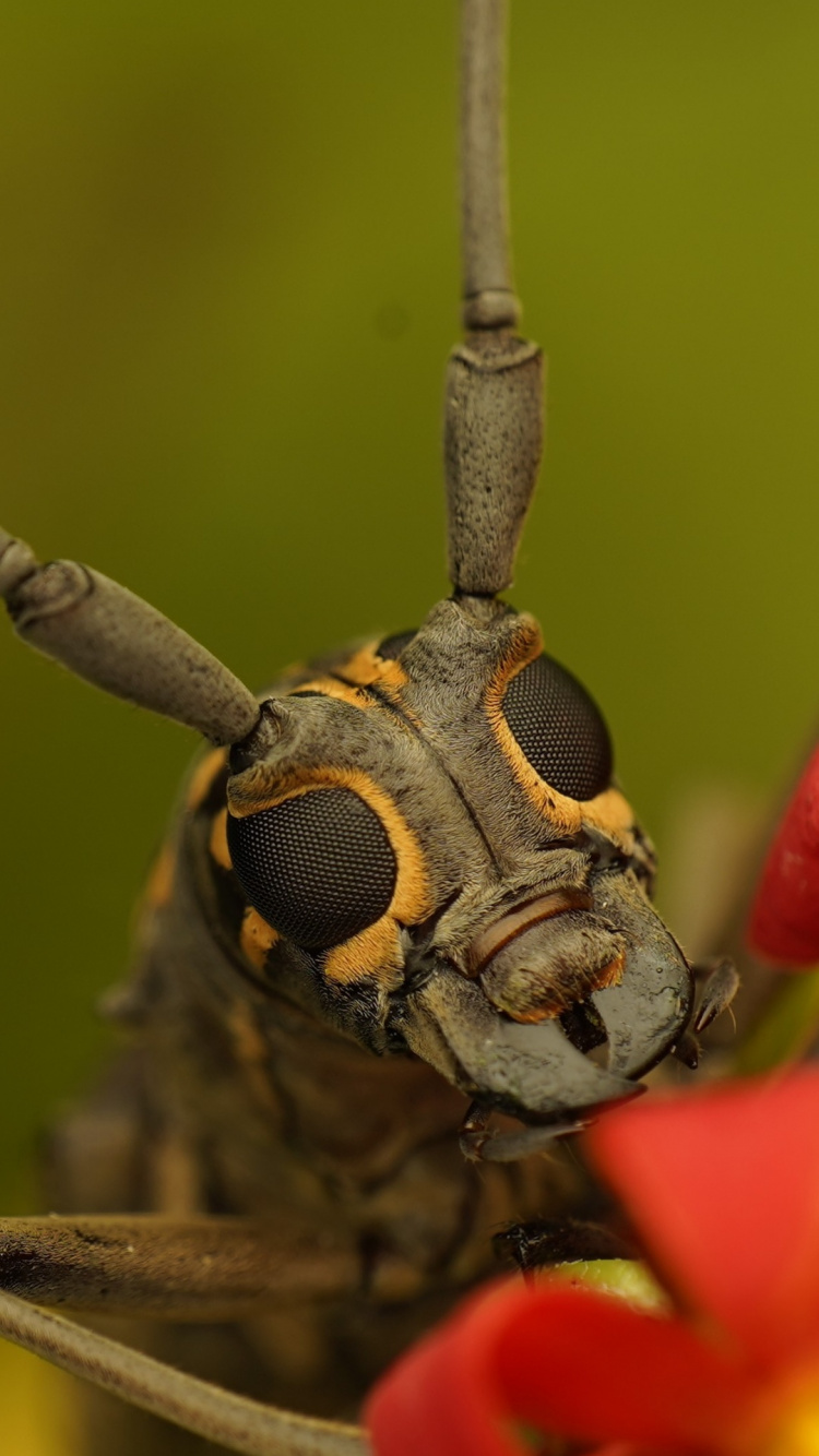 Close Up, Black and White, Insect, Arthropod, Plant. Wallpaper in 750x1334 Resolution