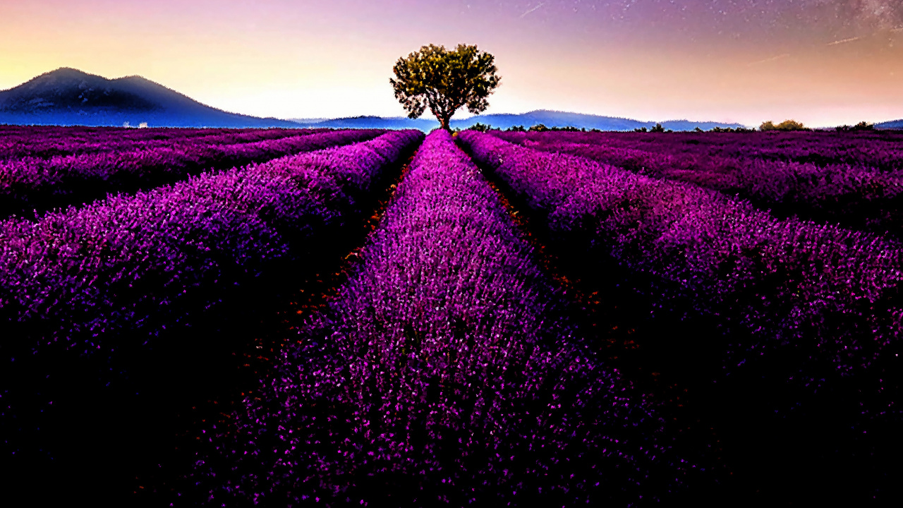 Plant, Purple, Natural Environment, Natural Landscape, Tree. Wallpaper in 1280x720 Resolution