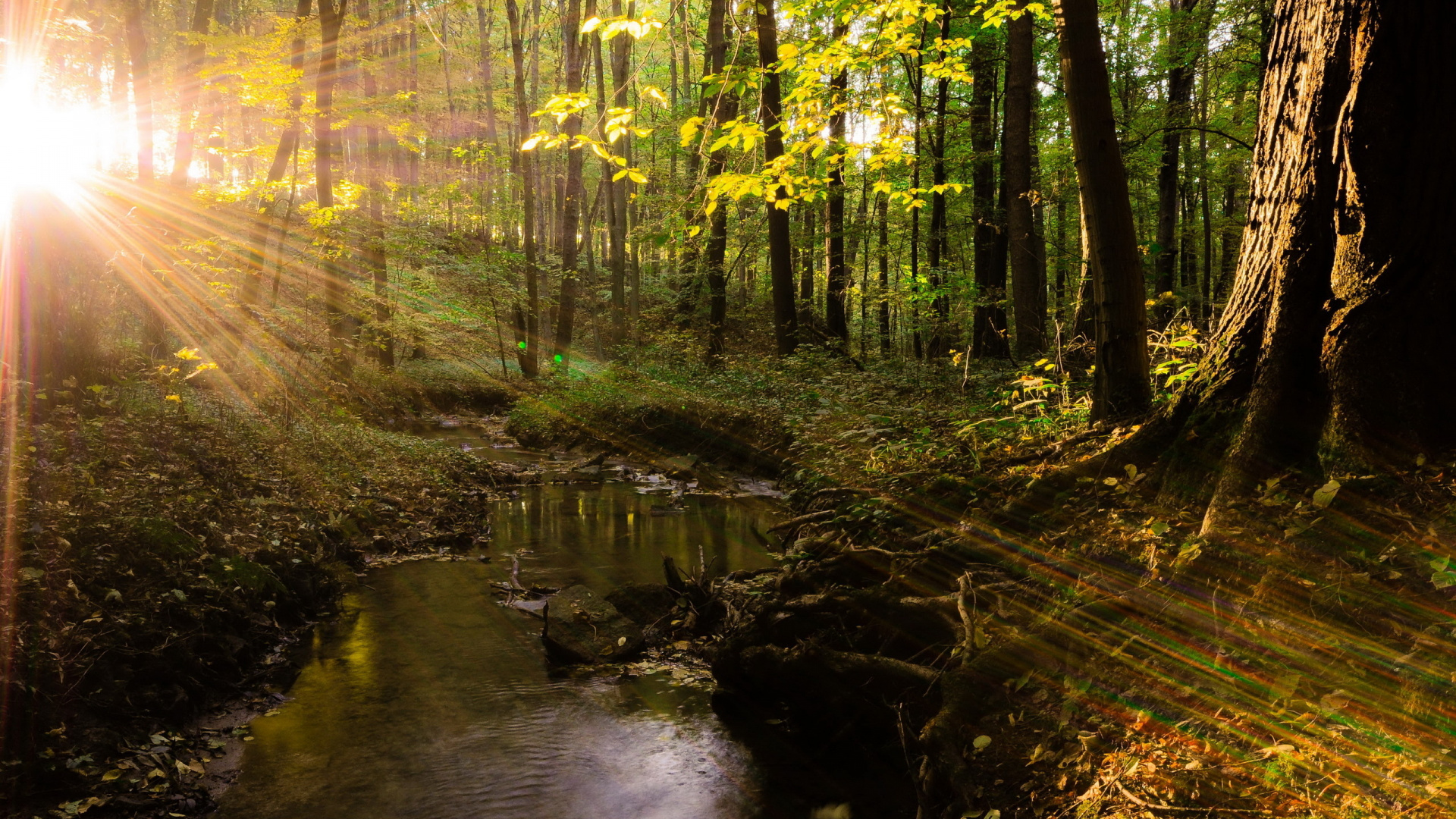 Green Trees Beside River During Daytime. Wallpaper in 1920x1080 Resolution