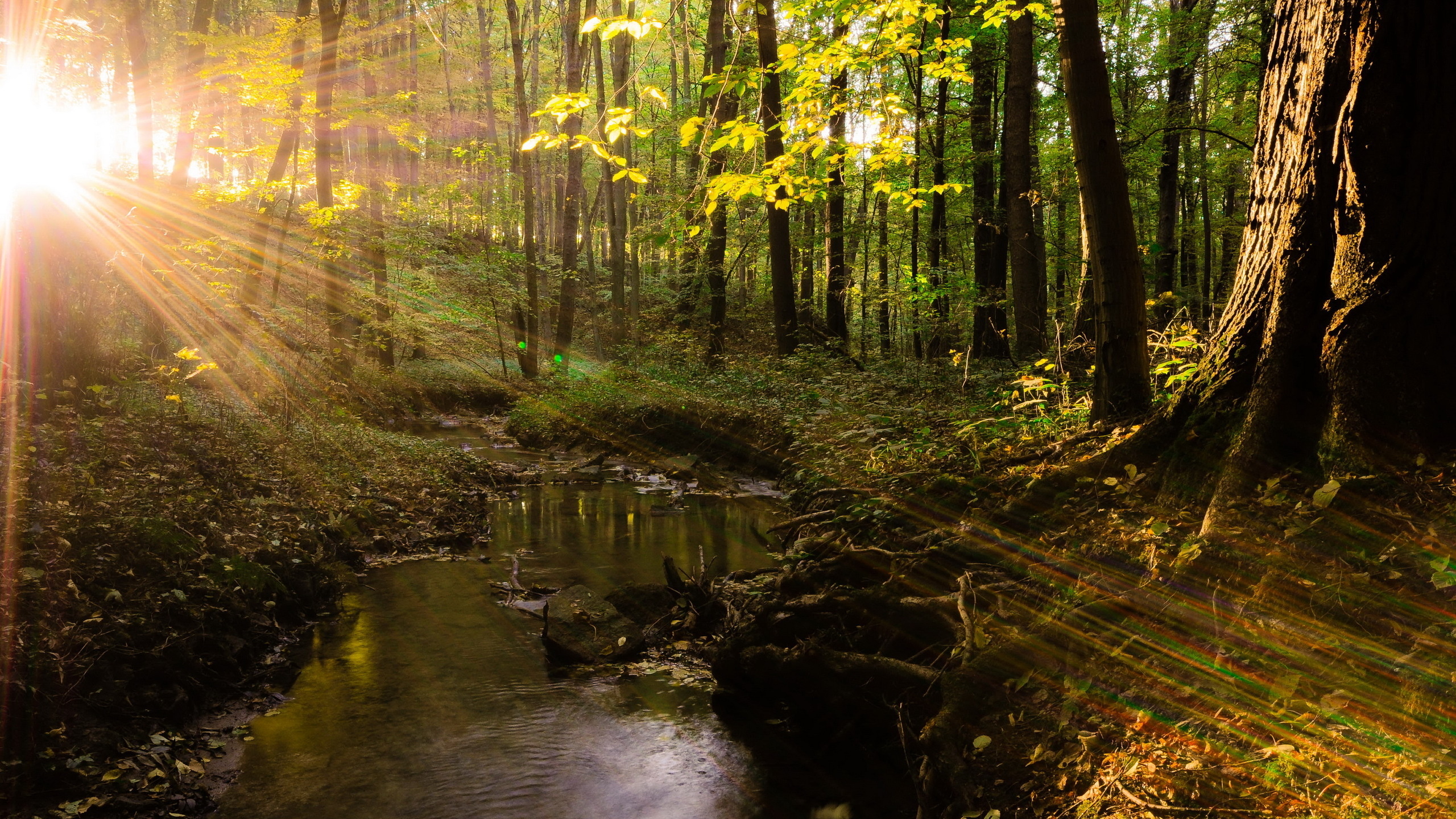 Green Trees Beside River During Daytime. Wallpaper in 2560x1440 Resolution