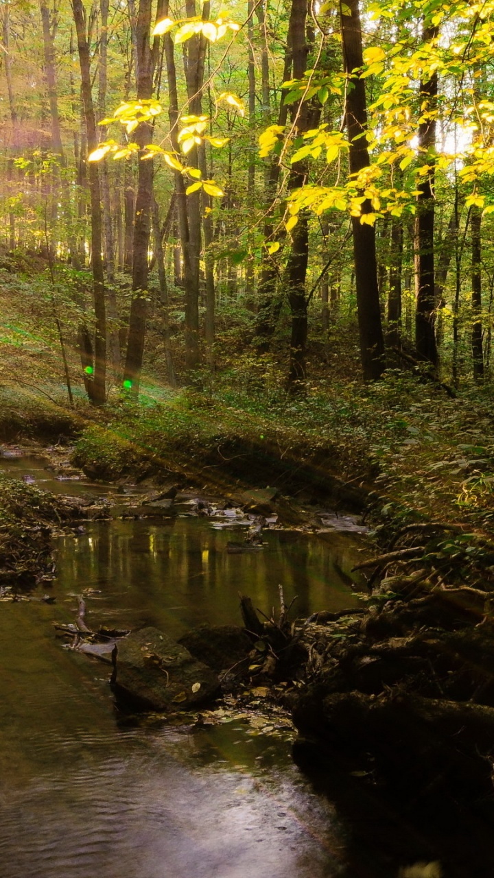Green Trees Beside River During Daytime. Wallpaper in 720x1280 Resolution