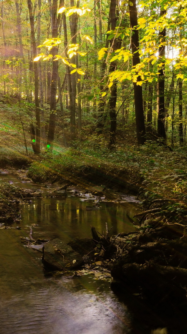 Green Trees Beside River During Daytime. Wallpaper in 750x1334 Resolution