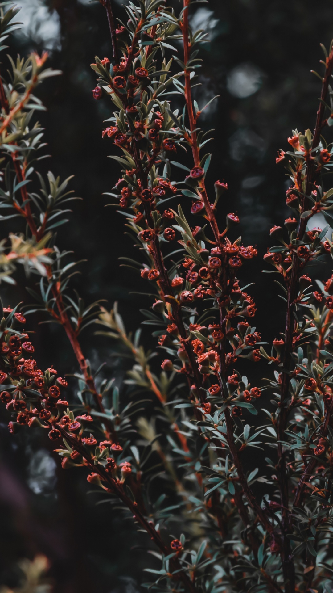 Plante Rouge et Verte Pendant la Journée. Wallpaper in 1080x1920 Resolution