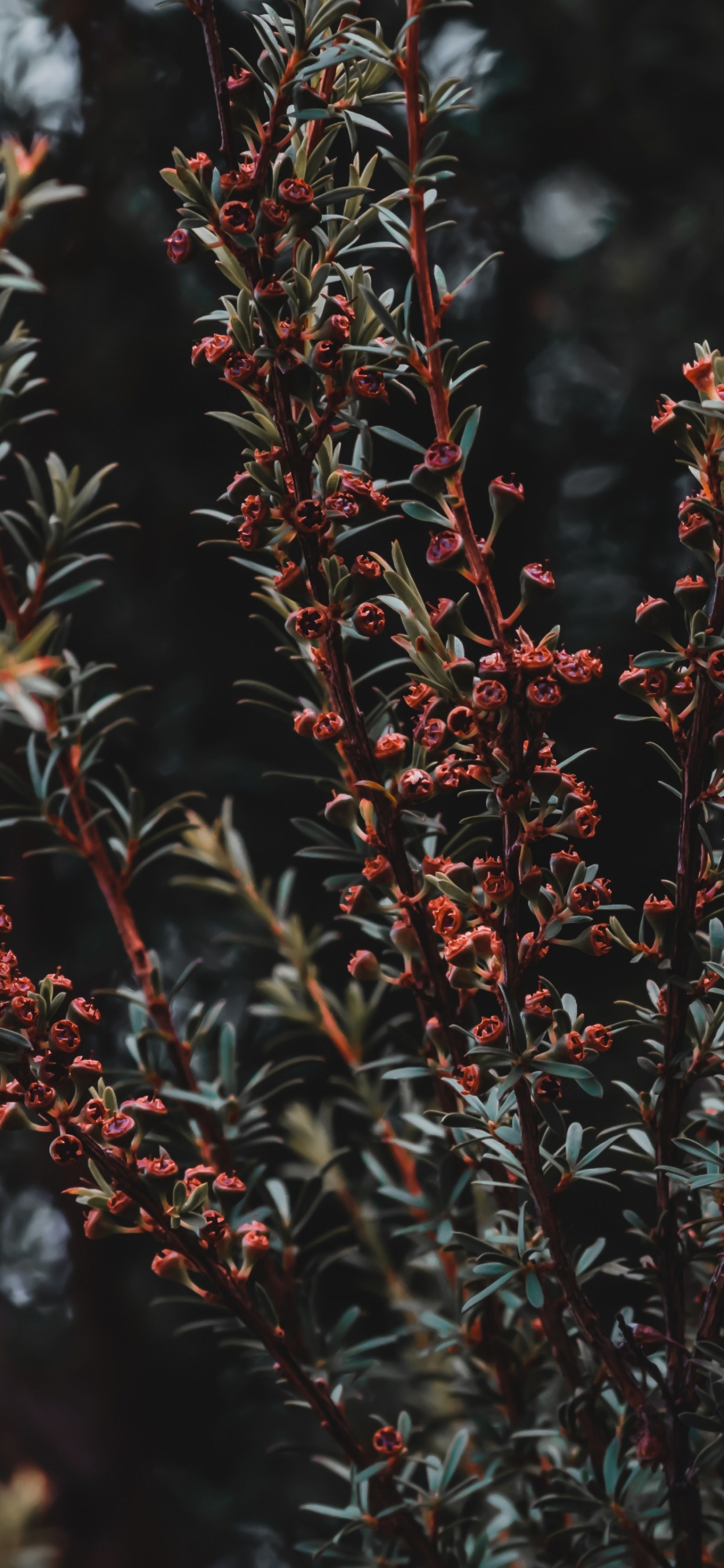 Plante Rouge et Verte Pendant la Journée. Wallpaper in 1242x2688 Resolution