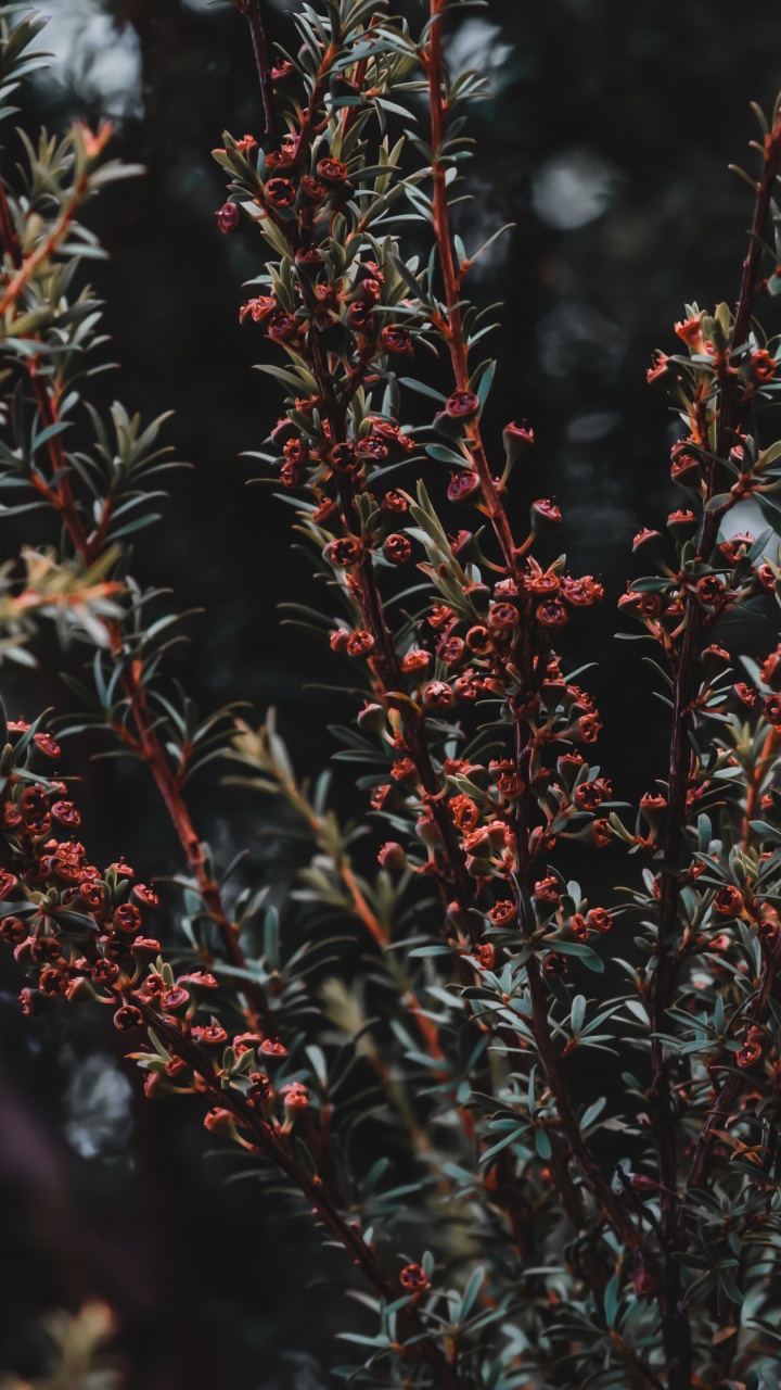 Plante Rouge et Verte Pendant la Journée. Wallpaper in 720x1280 Resolution