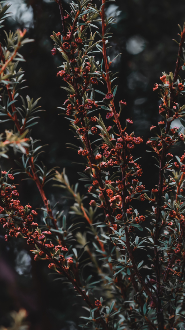 Red and Green Plant During Daytime. Wallpaper in 750x1334 Resolution