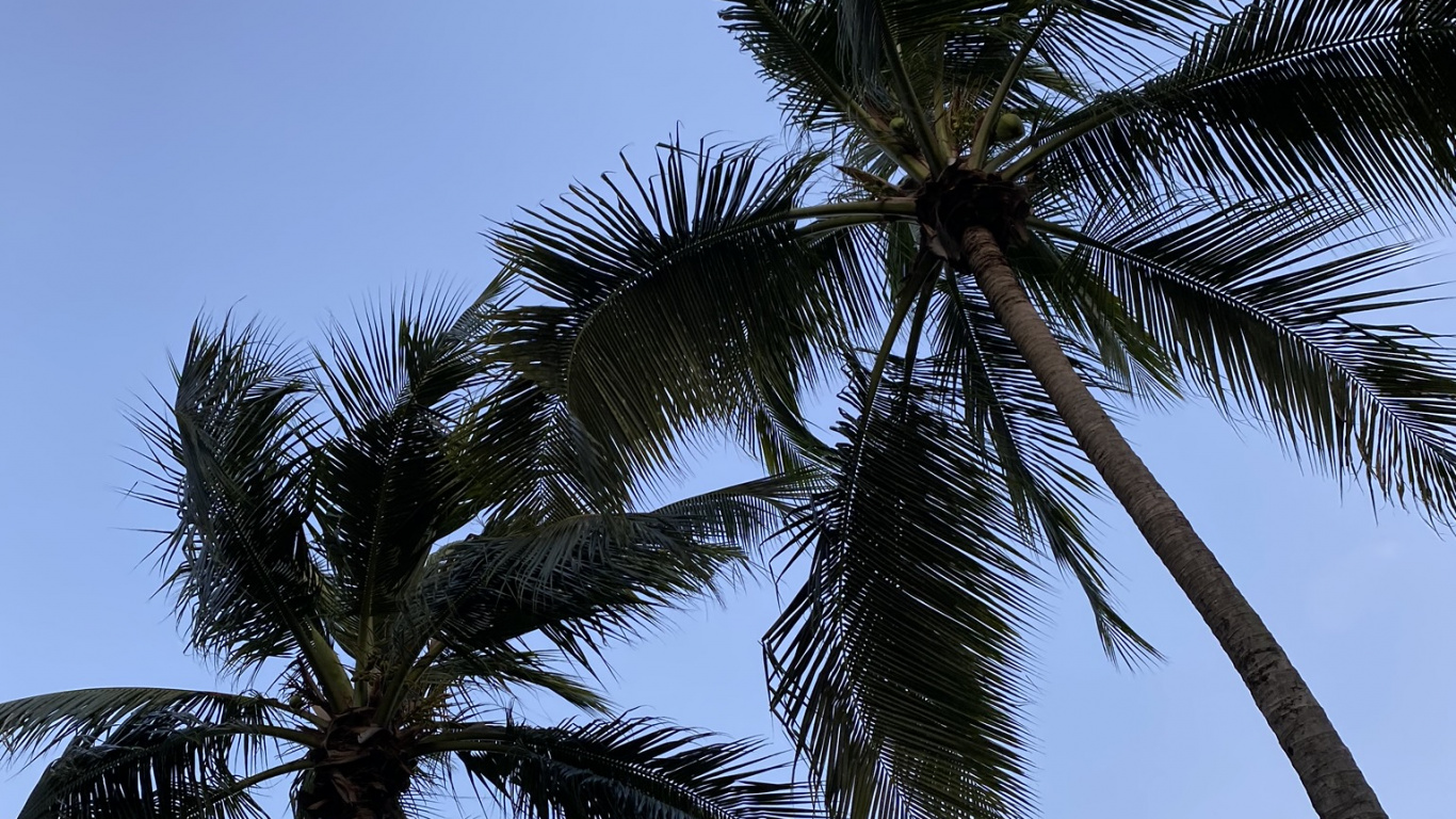 Babassu, Date Palm, Vegetation, Daytime, Tree. Wallpaper in 1366x768 Resolution