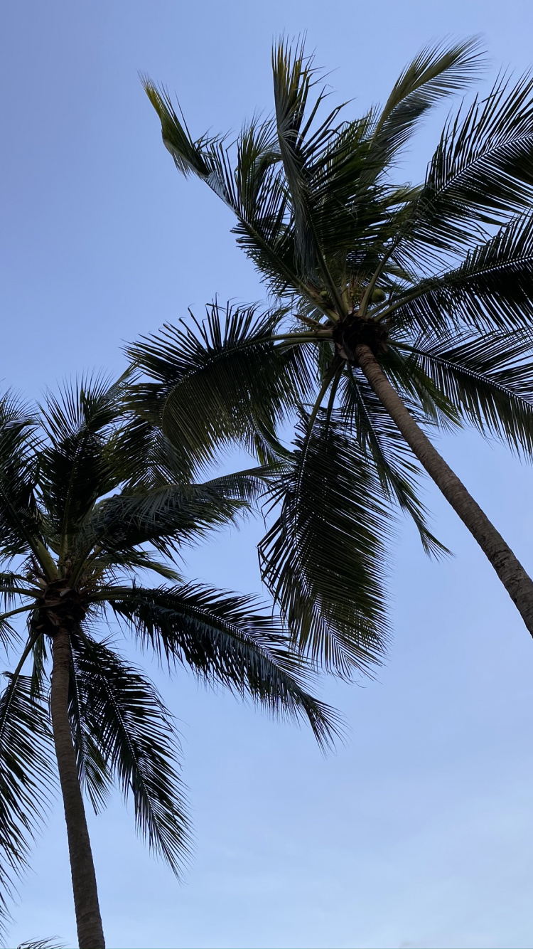 Babassu, Date Palm, Vegetation, Daytime, Tree. Wallpaper in 750x1334 Resolution