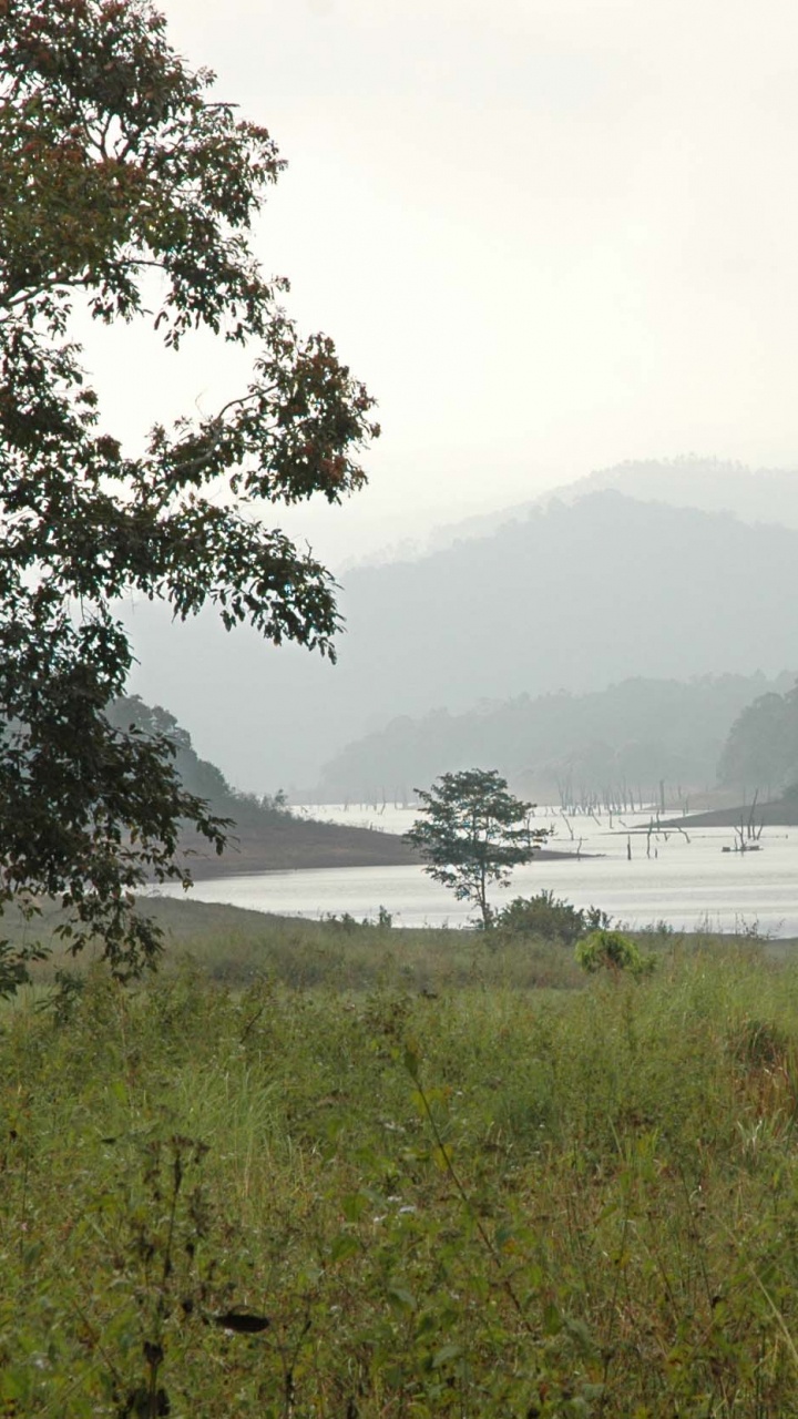 Campo de Hierba Verde Cerca Del Cuerpo de Agua Durante el Día. Wallpaper in 720x1280 Resolution