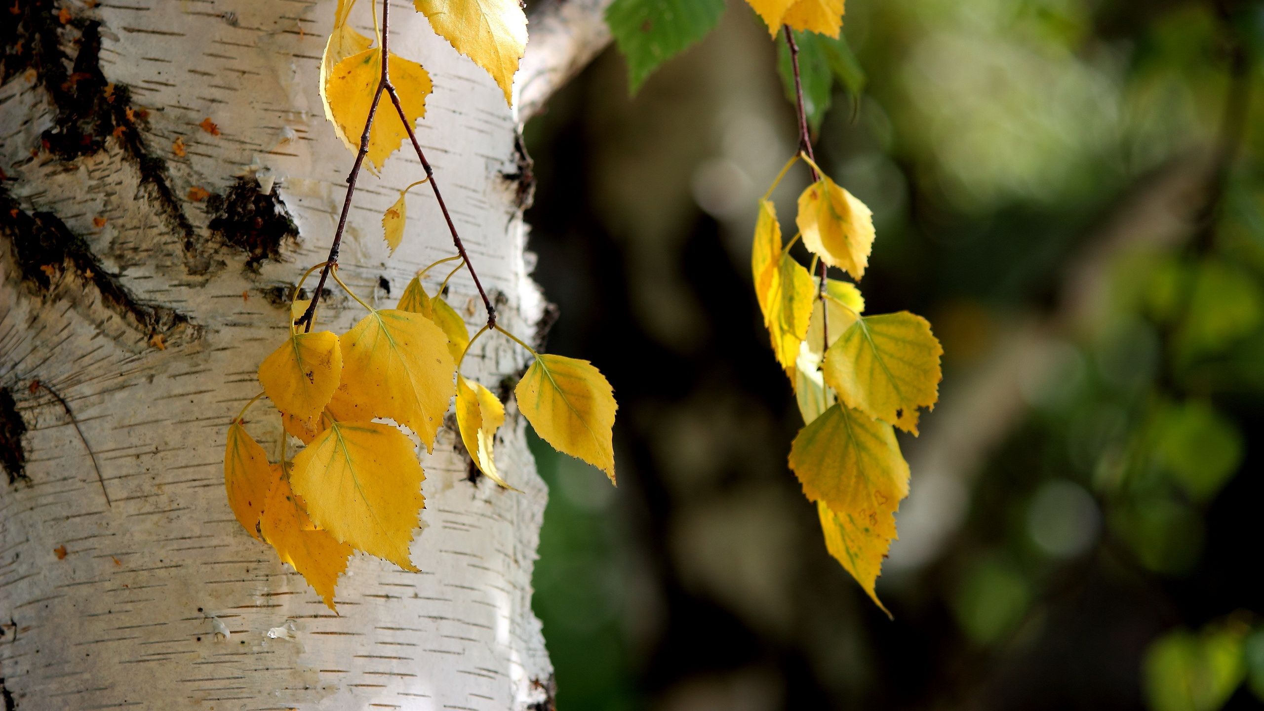 Yellow Leaves on Brown Wooden Log. Wallpaper in 2560x1440 Resolution