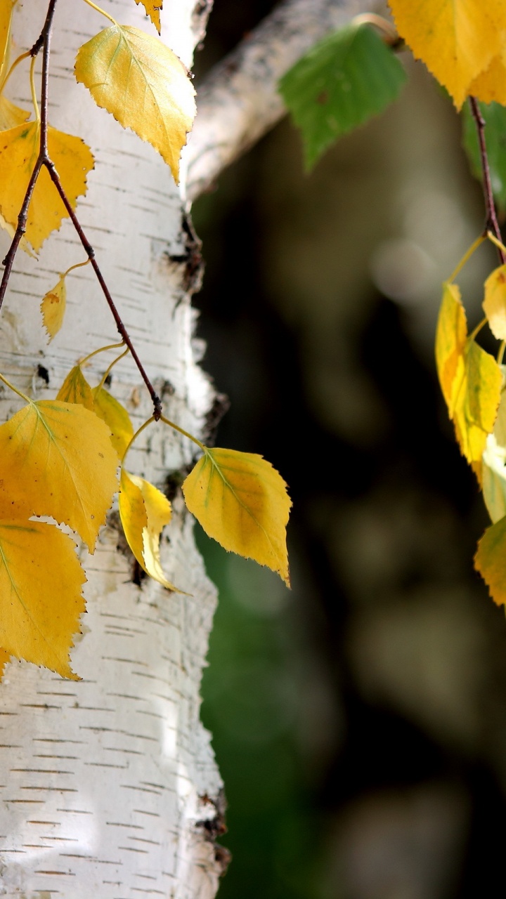 Yellow Leaves on Brown Wooden Log. Wallpaper in 720x1280 Resolution