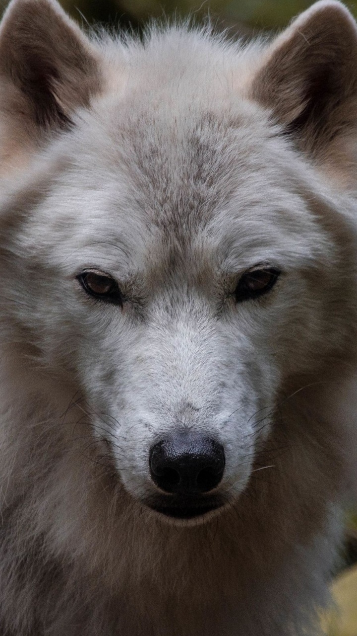 Wildlife, Dog, Eye, Dog Breed, Carnivore. Wallpaper in 720x1280 Resolution