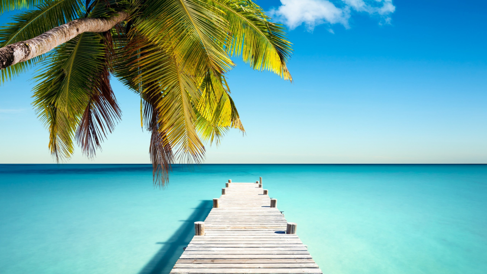 Brown Wooden Dock Near Green Palm Tree During Daytime. Wallpaper in 1920x1080 Resolution