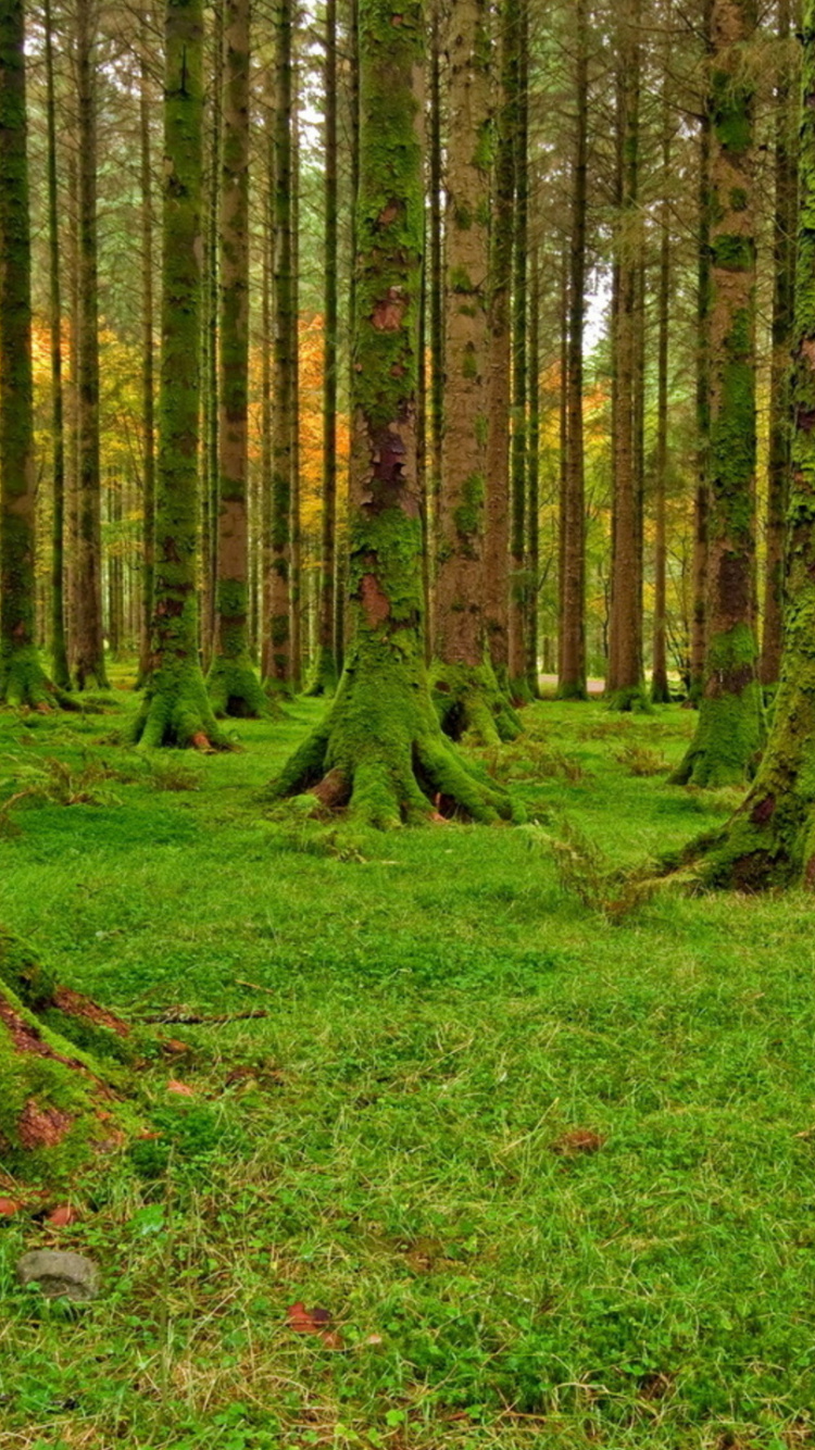 Moss, 森林, 林地, 枪筒, 木 壁纸 750x1334 允许