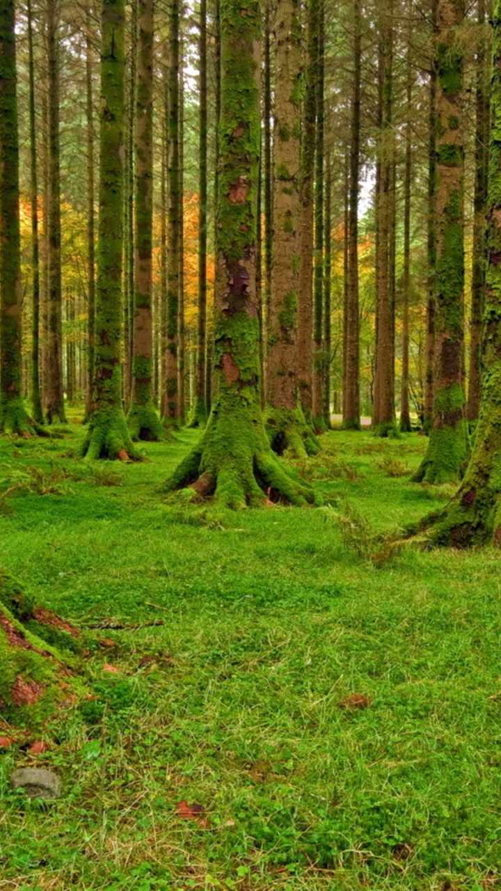 Green Grass Field With Trees. Wallpaper in 720x1280 Resolution