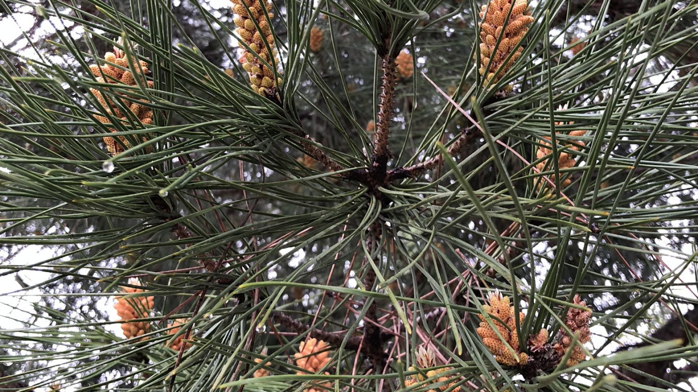 Pine, Conifer Cone, Ecology, Science, Biology. Wallpaper in 1366x768 Resolution