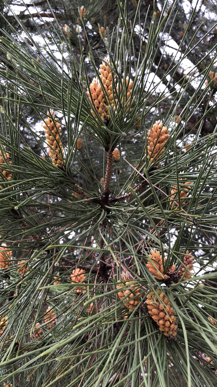 Pine, Conifer Cone, Ecology, Science, Biology. Wallpaper in 750x1334 Resolution