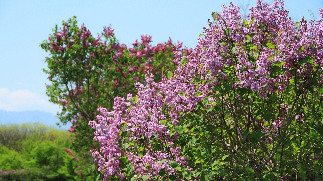 Flores Moradas Con Hojas Verdes. Wallpaper in 1280x720 Resolution