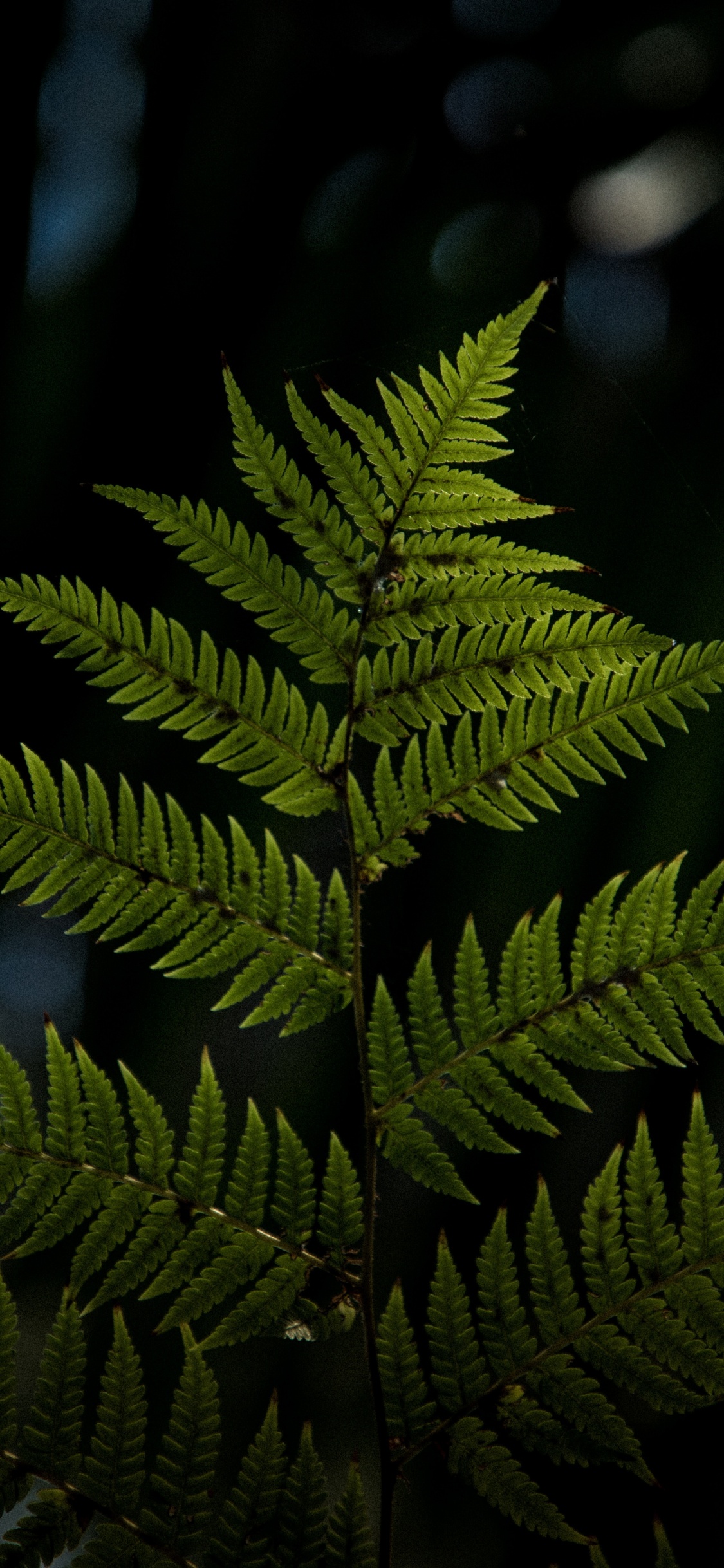 Planta, Planta Terrestre, la Vegetación, Los Helechos y Las Colas de Caballo, Plantas Vasculares. Wallpaper in 1125x2436 Resolution
