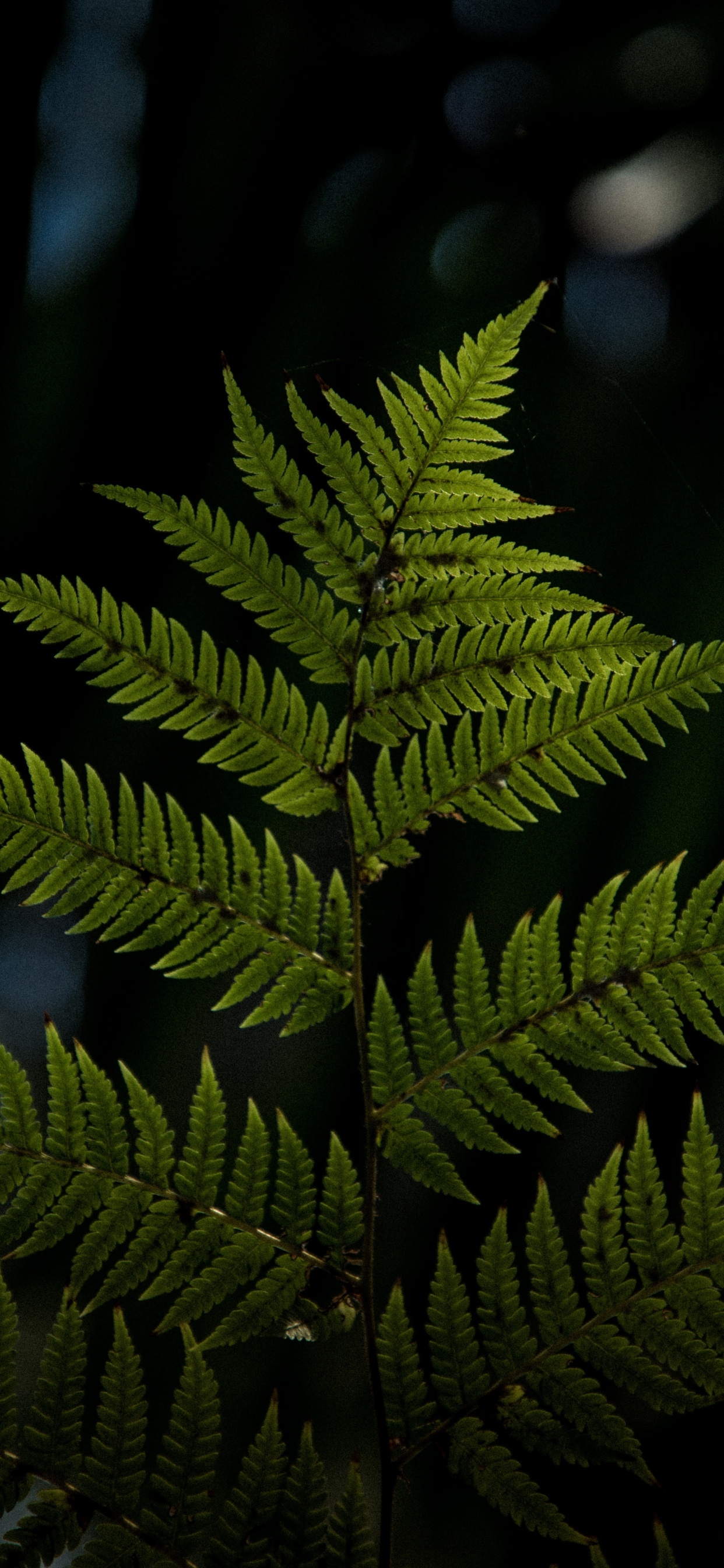 Planta, Planta Terrestre, la Vegetación, Los Helechos y Las Colas de Caballo, Plantas Vasculares. Wallpaper in 1242x2688 Resolution