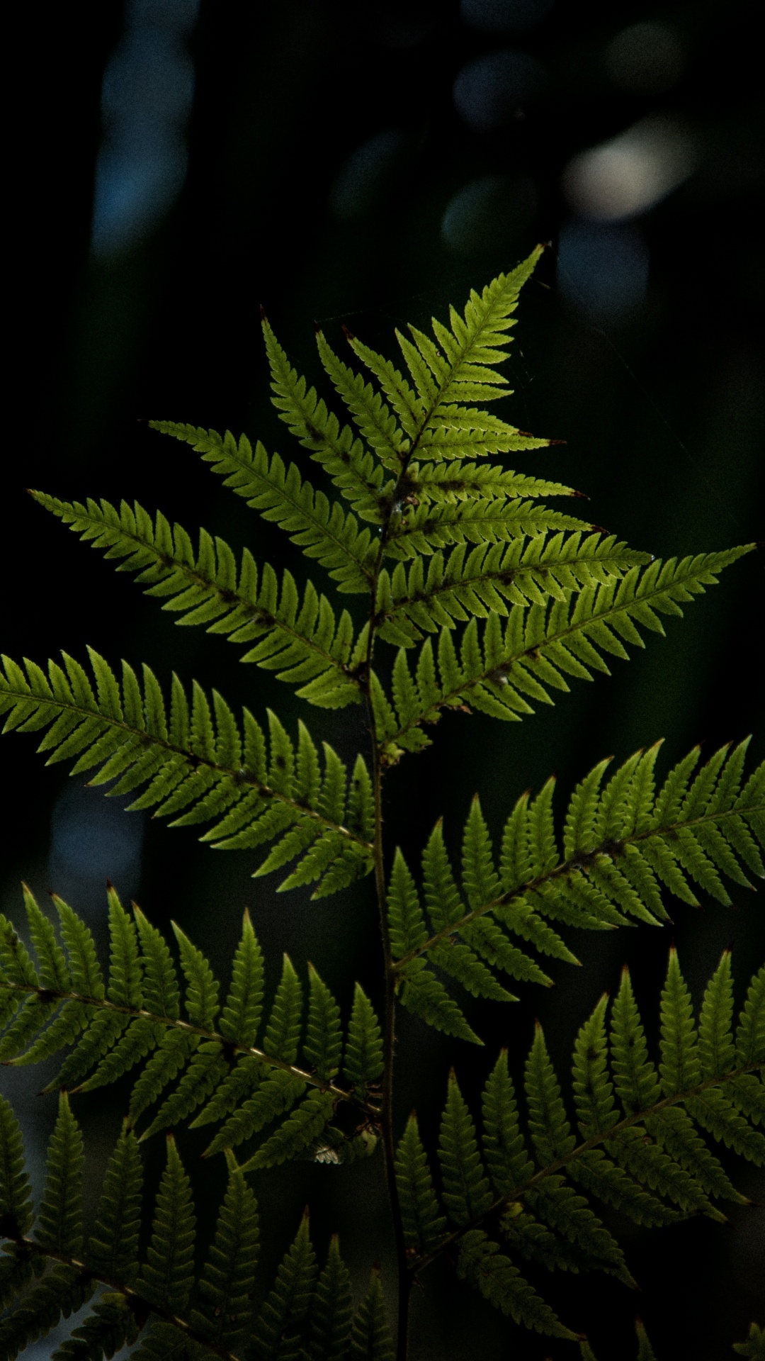 Pflanzen, Blatt, Terrestrische Pflanzen, Vegetation, Farne Und Schachtelhalme. Wallpaper in 1080x1920 Resolution