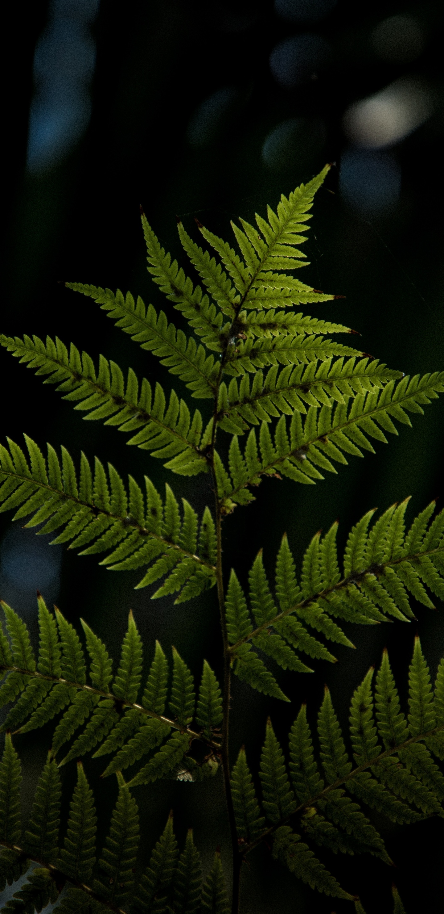 Pflanzen, Blatt, Terrestrische Pflanzen, Vegetation, Farne Und Schachtelhalme. Wallpaper in 1440x2960 Resolution