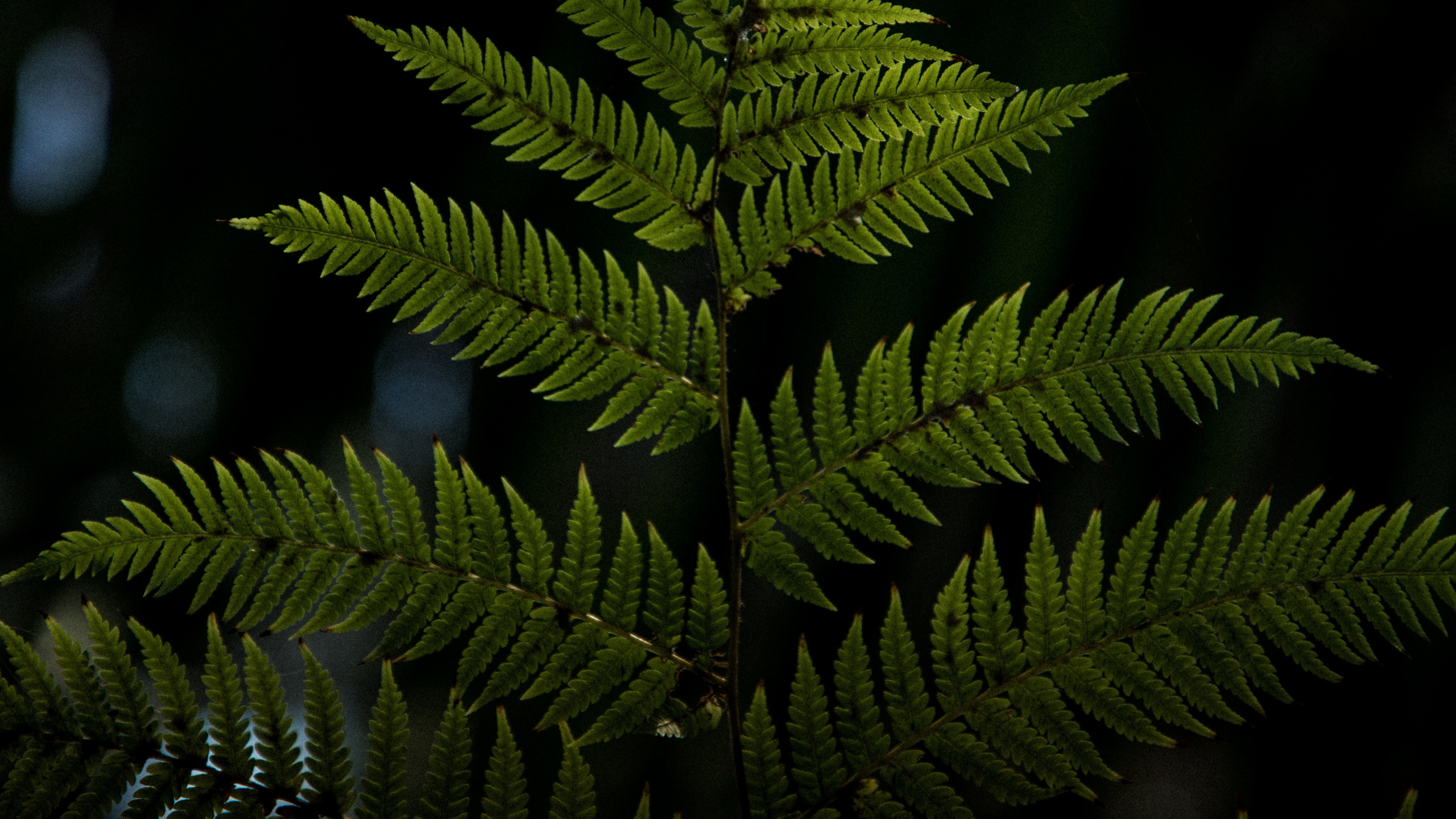 Pflanzen, Blatt, Terrestrische Pflanzen, Vegetation, Farne Und Schachtelhalme. Wallpaper in 2560x1440 Resolution