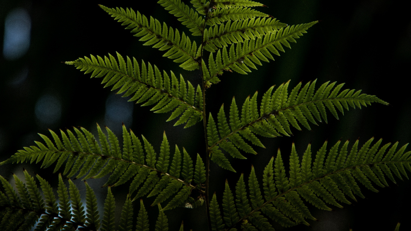 Plante, Feuille, Plante Terrestre, Végétation, Fougères et Prêles. Wallpaper in 1366x768 Resolution