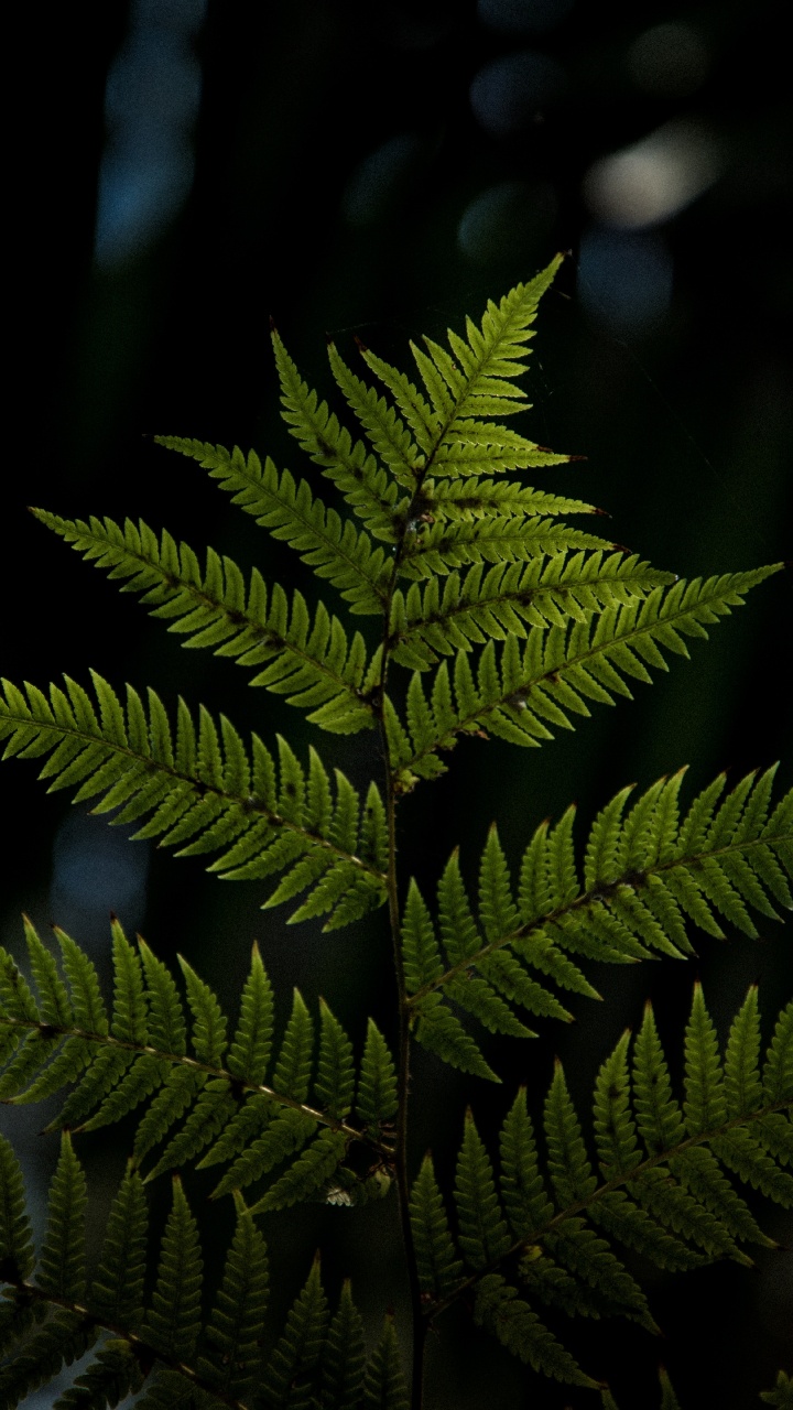 Plante, Feuille, Plante Terrestre, Végétation, Fougères et Prêles. Wallpaper in 720x1280 Resolution