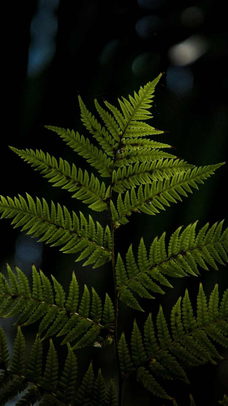 Plante, Feuille, Plante Terrestre, Végétation, Fougères et Prêles. Wallpaper in 750x1334 Resolution