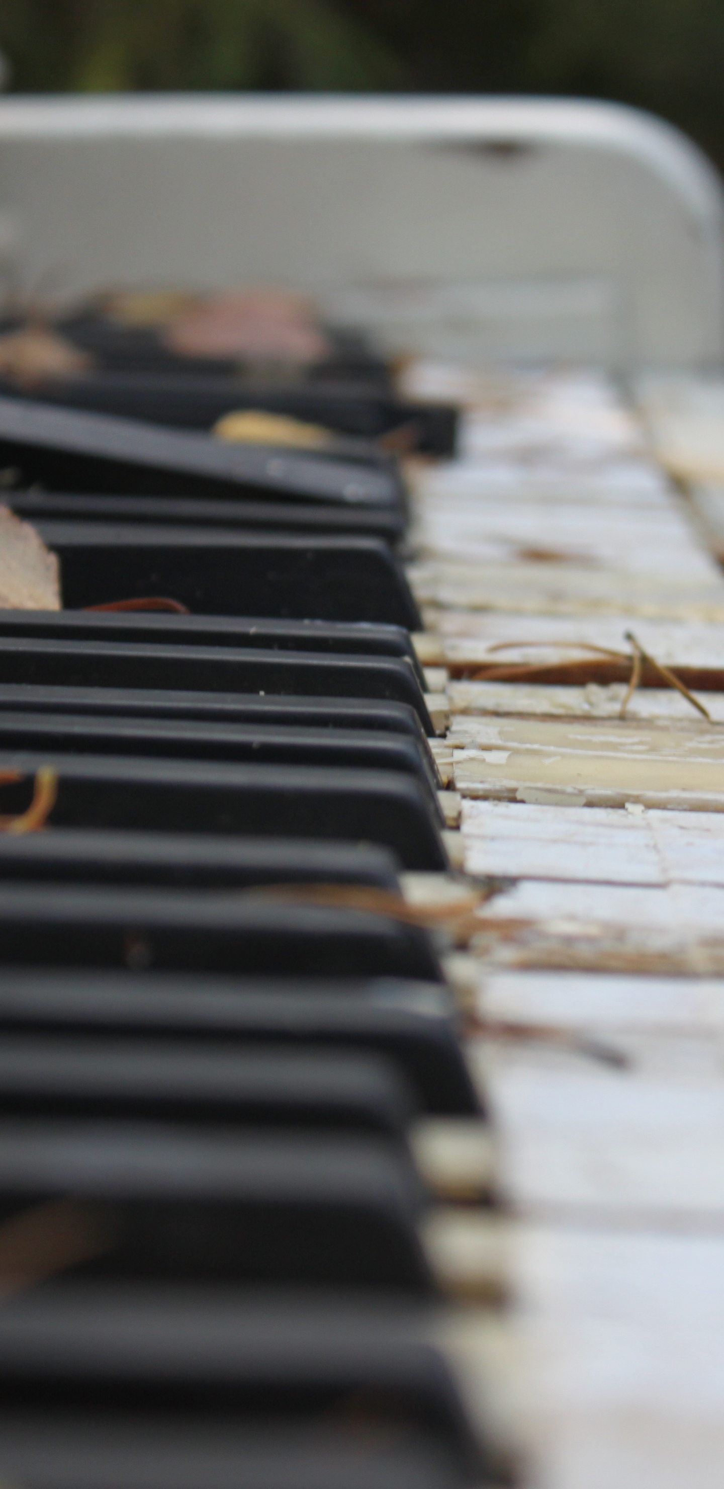 Piano, Keyboard, Musical Instrument, Musical Keyboard, Technology. Wallpaper in 1440x2960 Resolution
