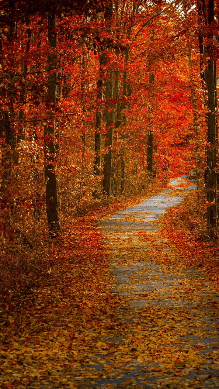 Brown Trees on Brown Dirt Ground. Wallpaper in 720x1280 Resolution