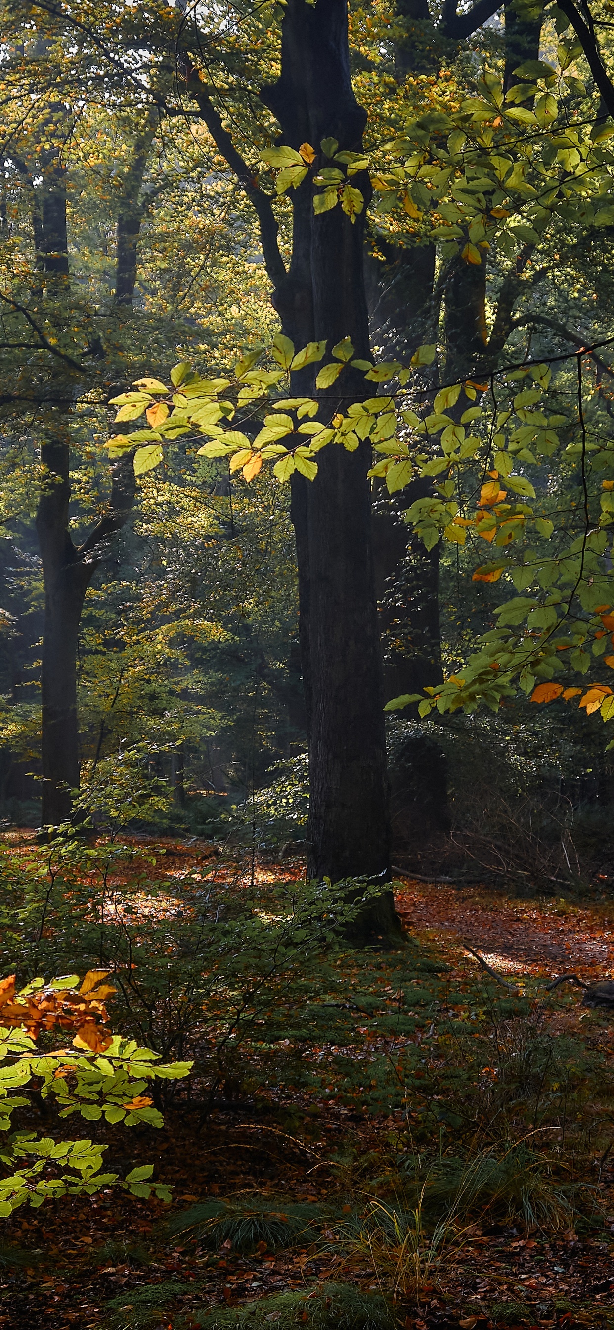 Hollande, Table, Plante de la Communauté, Les Gens Dans la Nature, Feuille. Wallpaper in 1242x2688 Resolution