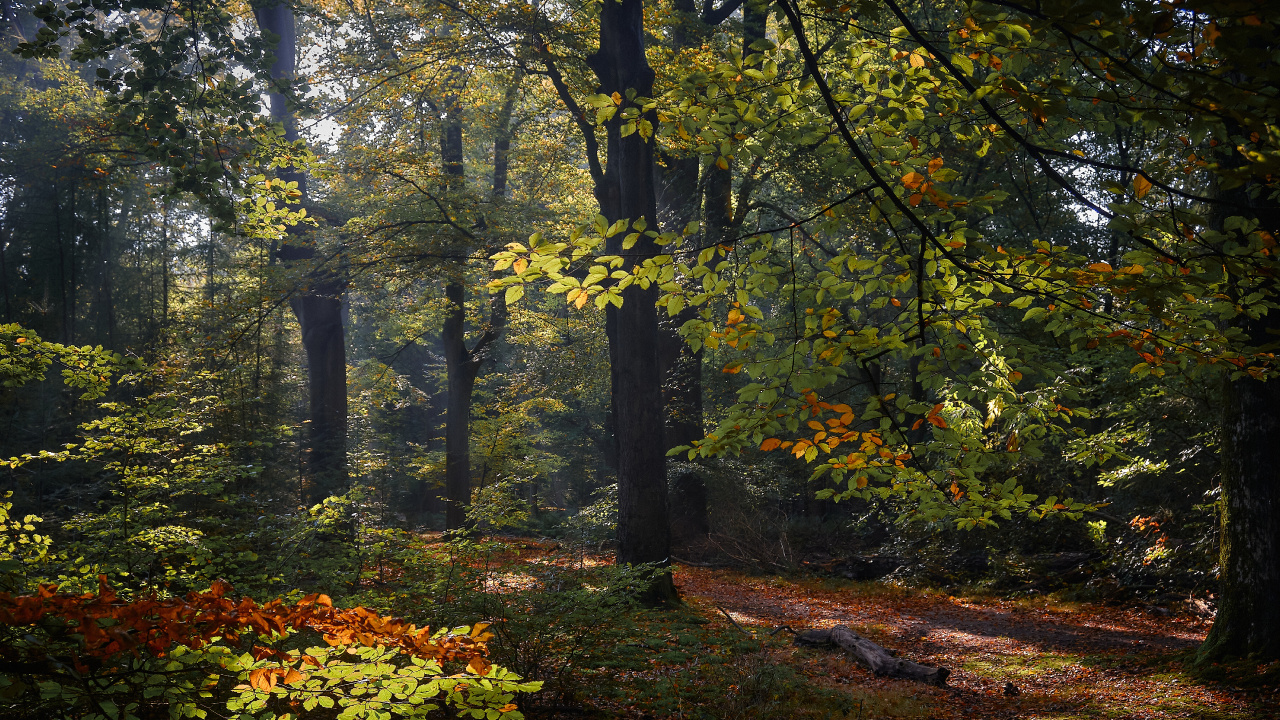 Hollande, Table, Plante de la Communauté, Les Gens Dans la Nature, Feuille. Wallpaper in 1280x720 Resolution