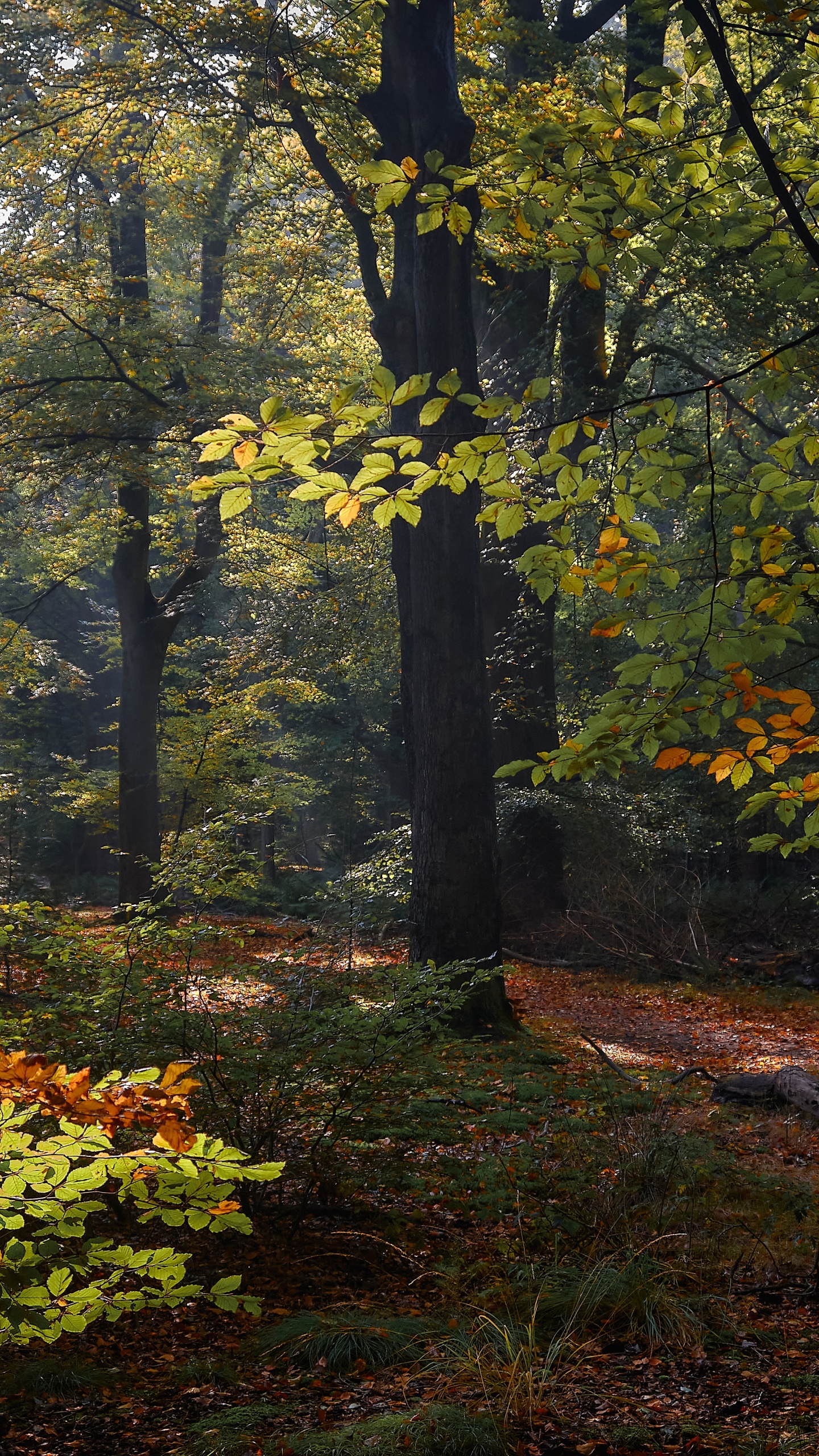 Niederlande, Herbst, Tabelle, Baum, Pflanzen-Gemeinschaft. Wallpaper in 1440x2560 Resolution