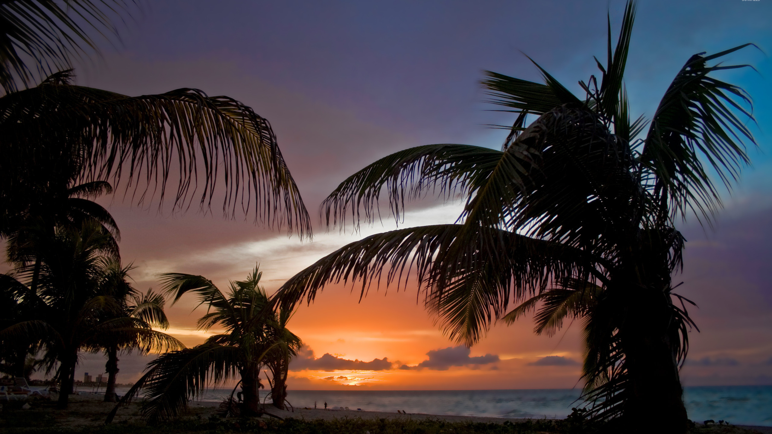 Coconut Tree Near Sea During Sunset. Wallpaper in 2560x1440 Resolution