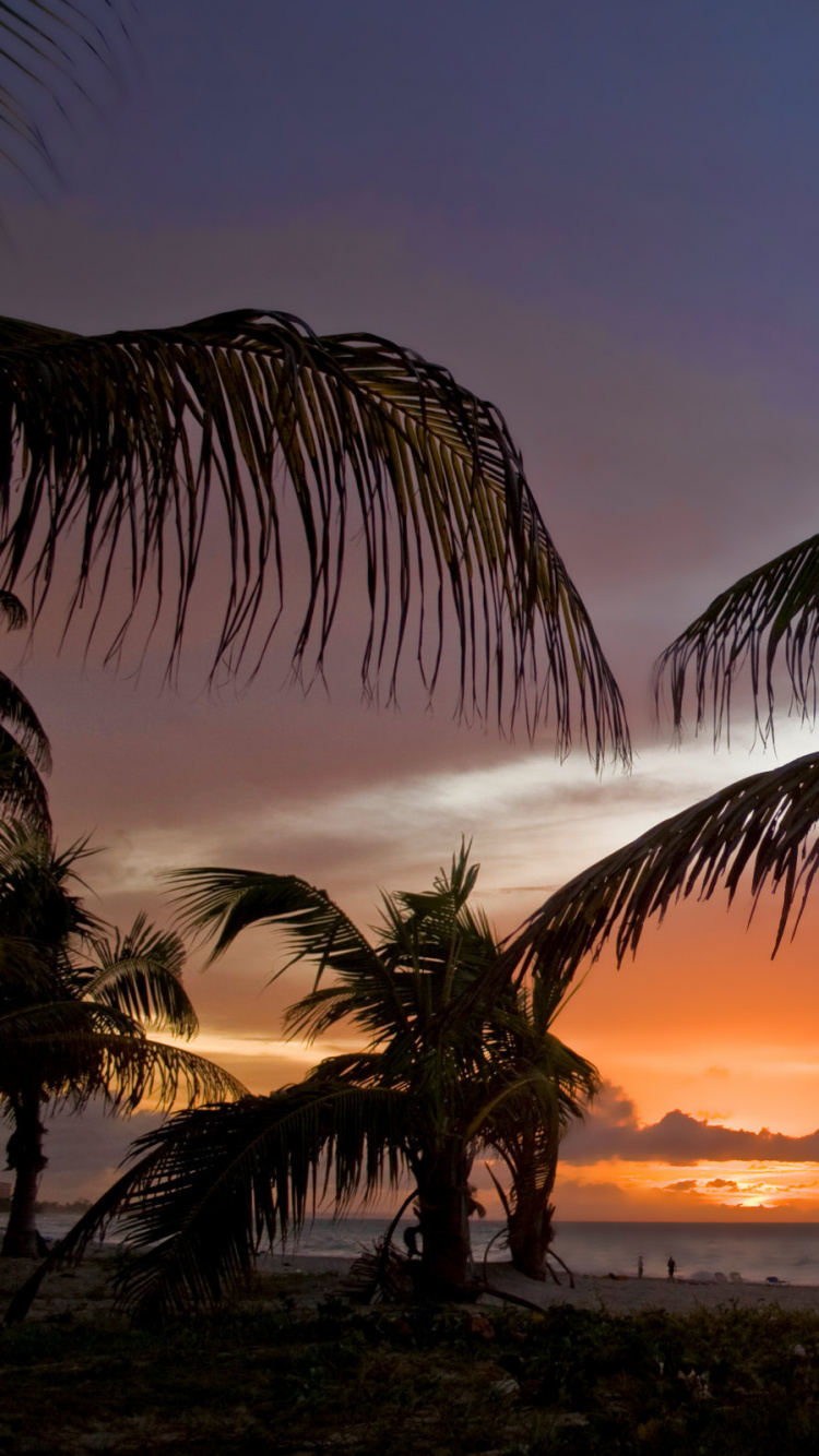 Coconut Tree Near Sea During Sunset. Wallpaper in 750x1334 Resolution