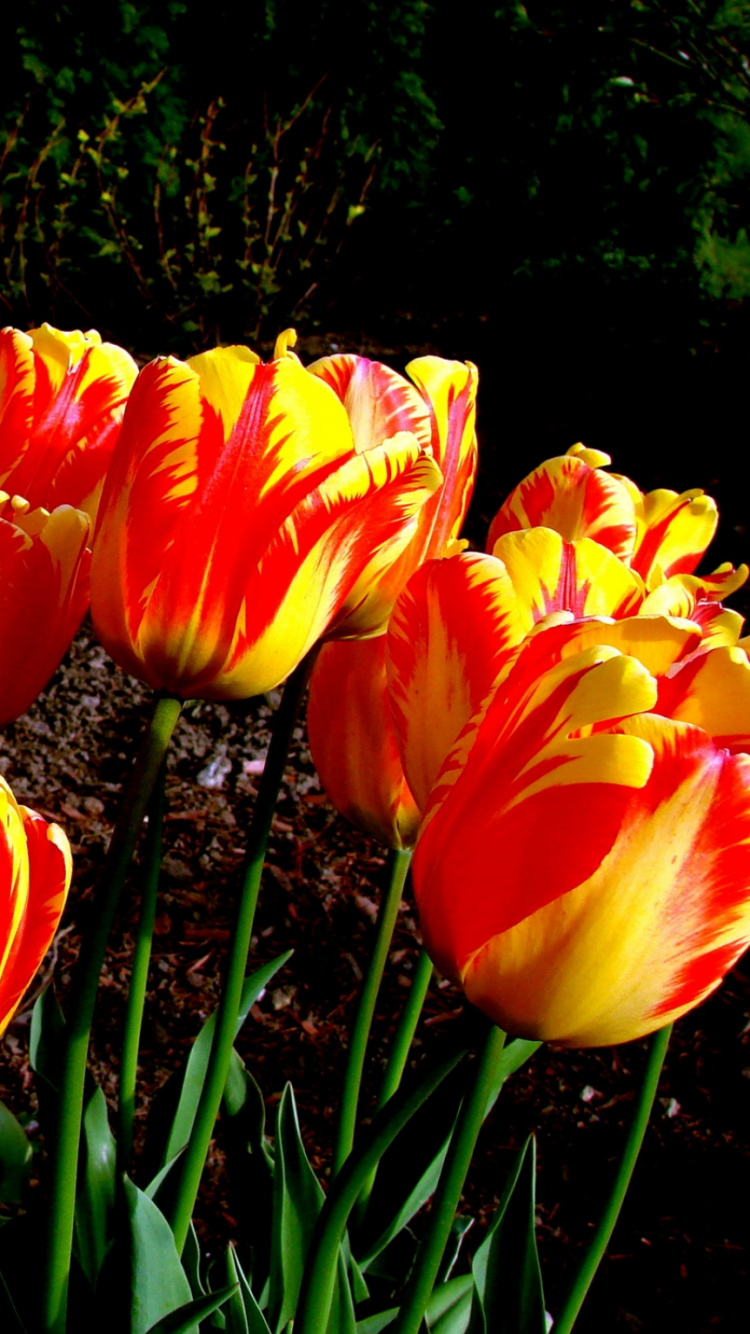 Tulipes Jaunes et Rouges en Fleurs Pendant la Journée. Wallpaper in 750x1334 Resolution