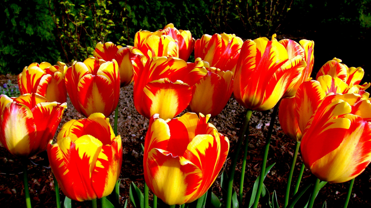 Yellow and Red Tulips in Bloom During Daytime. Wallpaper in 1280x720 Resolution