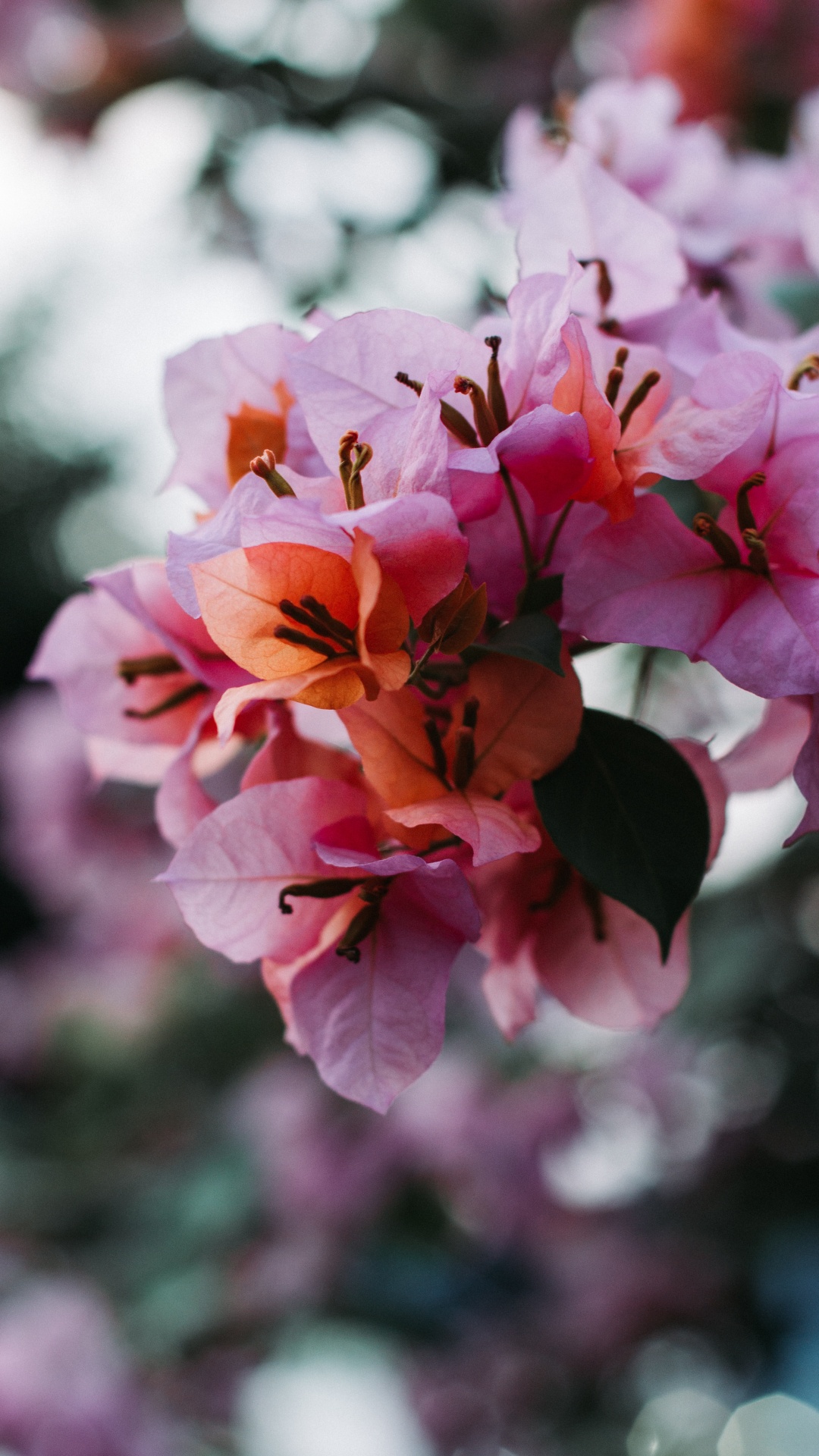 Flower, Petal, Flowering Plant, Pink, Plant. Wallpaper in 1080x1920 Resolution