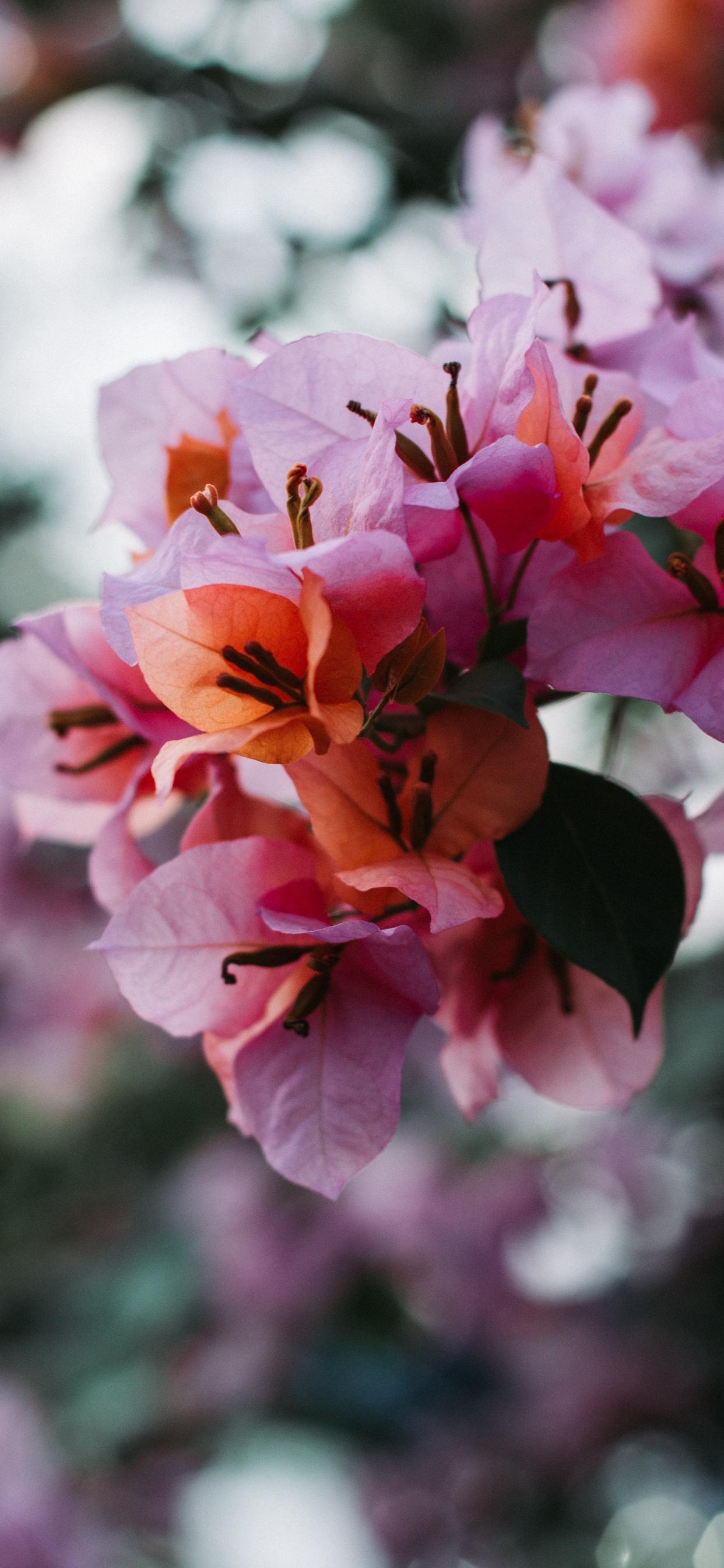 Flower, Petal, Flowering Plant, Pink, Plant. Wallpaper in 1242x2688 Resolution