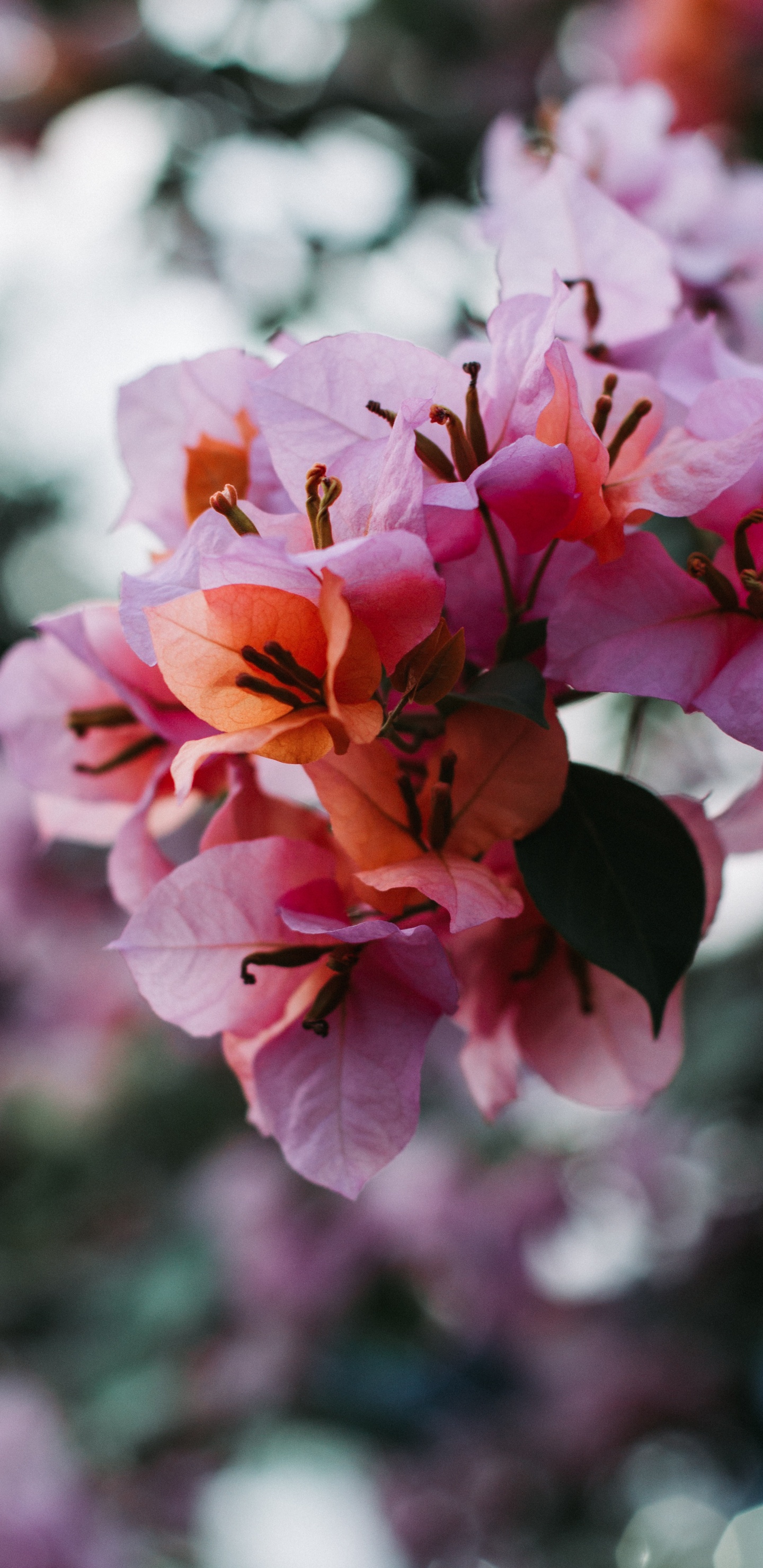 Flower, Petal, Flowering Plant, Pink, Plant. Wallpaper in 1440x2960 Resolution