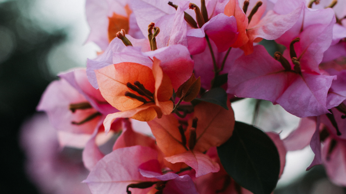 Pétale, la Floraison de la Plante, Pink, Printemps, Botanique. Wallpaper in 1366x768 Resolution