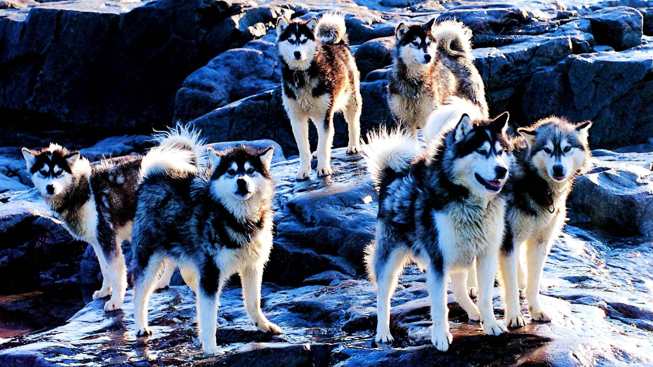 加拿大的爱斯基摩狗, 美国的爱斯基摩人的狗, 小狗, 品种的狗, 赫斯基 壁纸 1280x720 允许