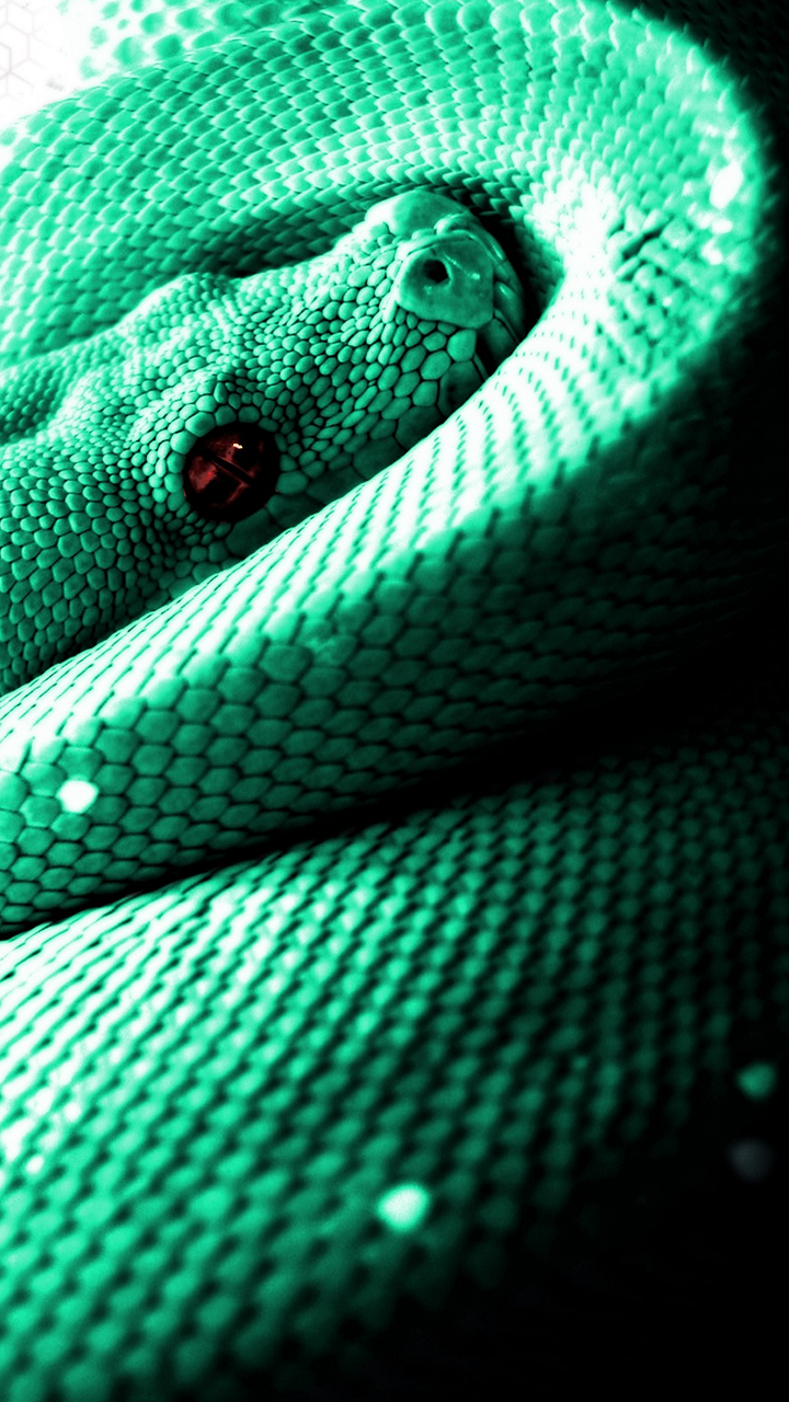 Amo Rex, Serpent Arc-en-ciel, Reptiles à L'échelle, Mambas, Xénoderme. Wallpaper in 720x1280 Resolution