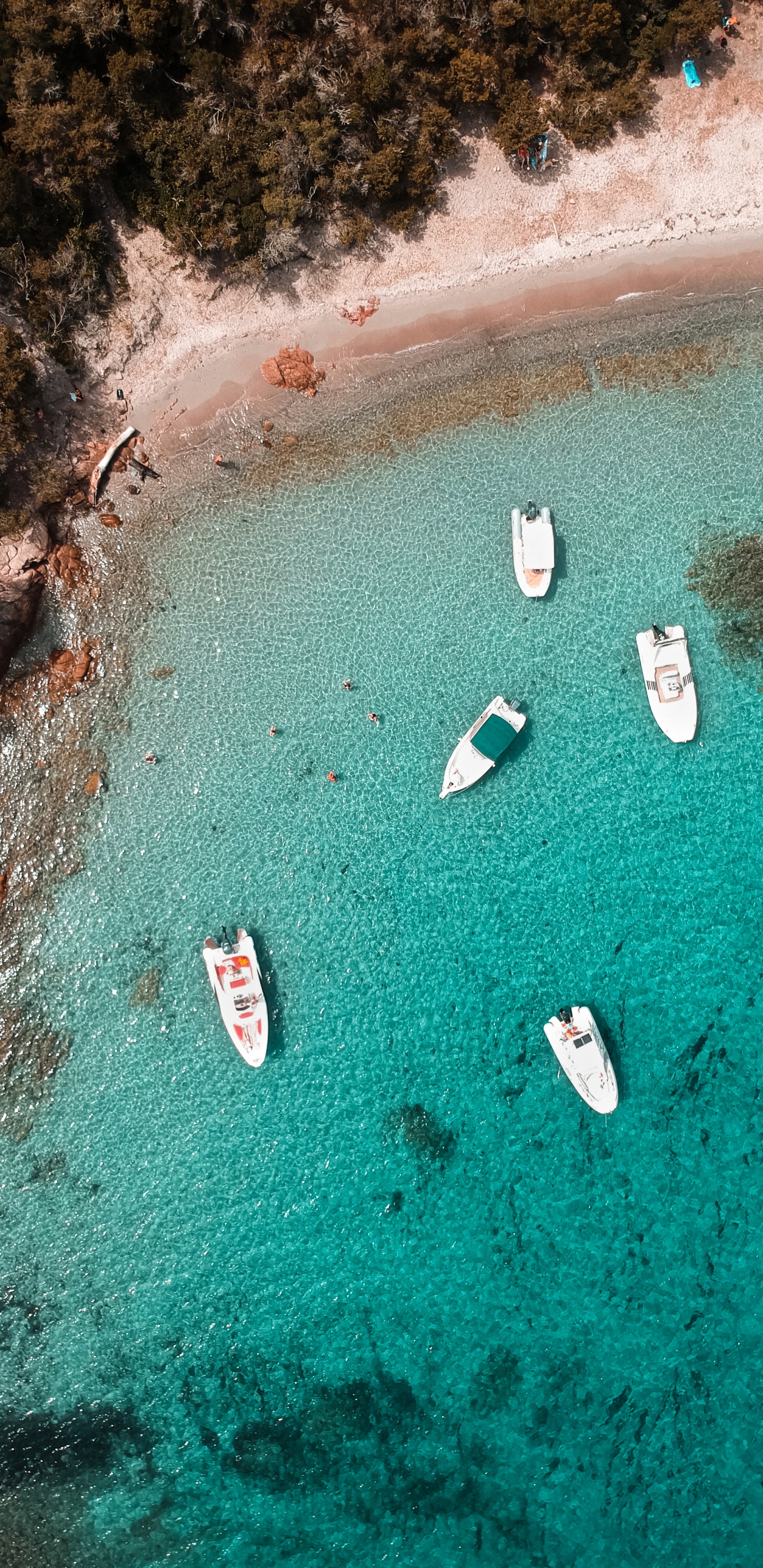 大海, 生物学, 海洋生物学, 科学, Azure 壁纸 1440x2960 允许