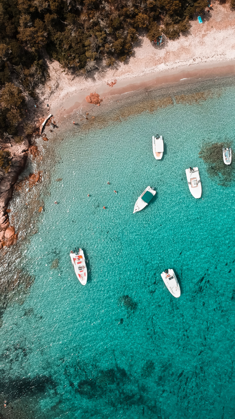 Wasser, Meer, Biologie, Marine Biologie, Wissenschaft. Wallpaper in 750x1334 Resolution